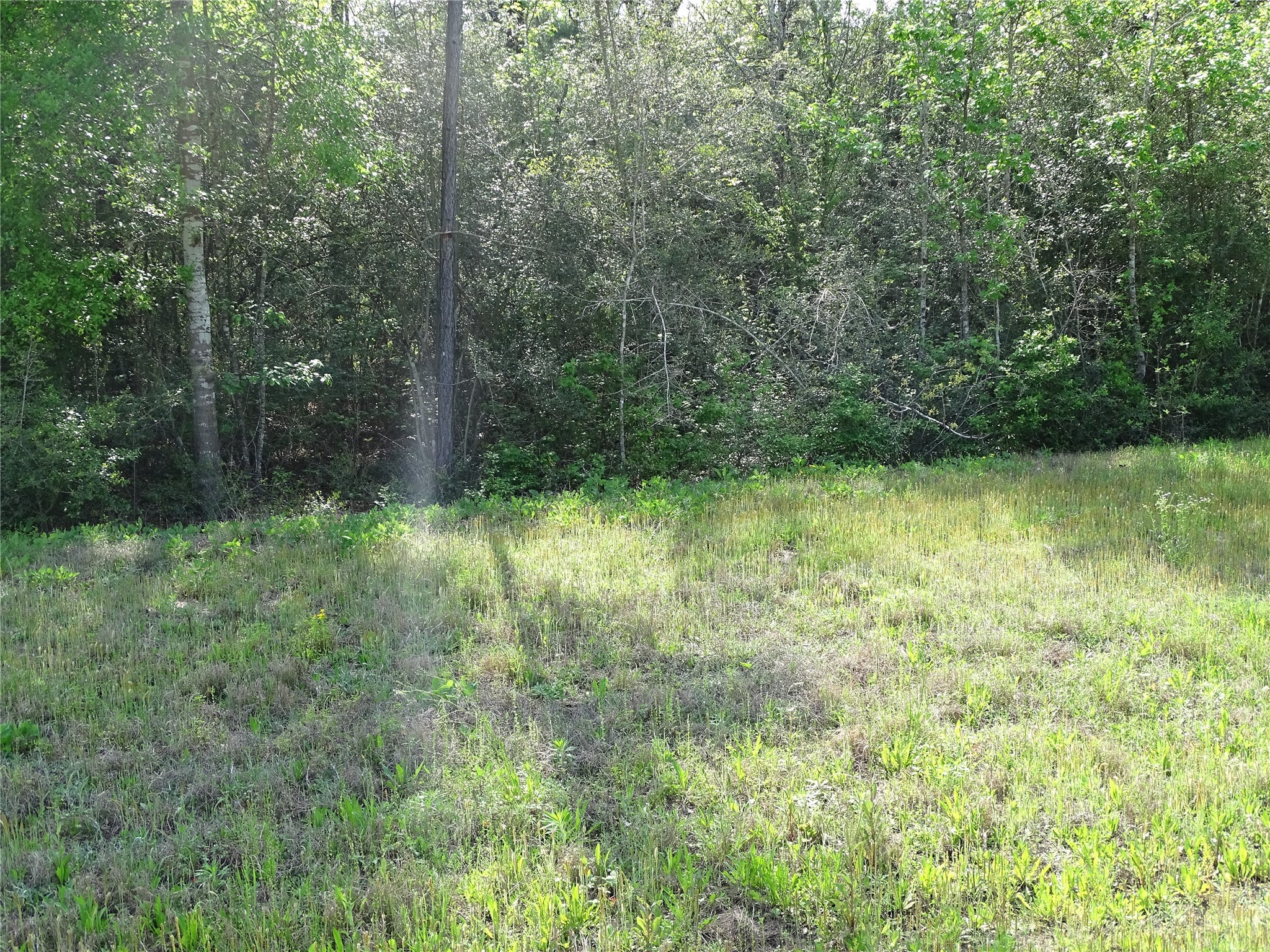 10774 Ruger Road Willis, TX 77378 - Photo 2 of 15 a view of outdoor space and green field