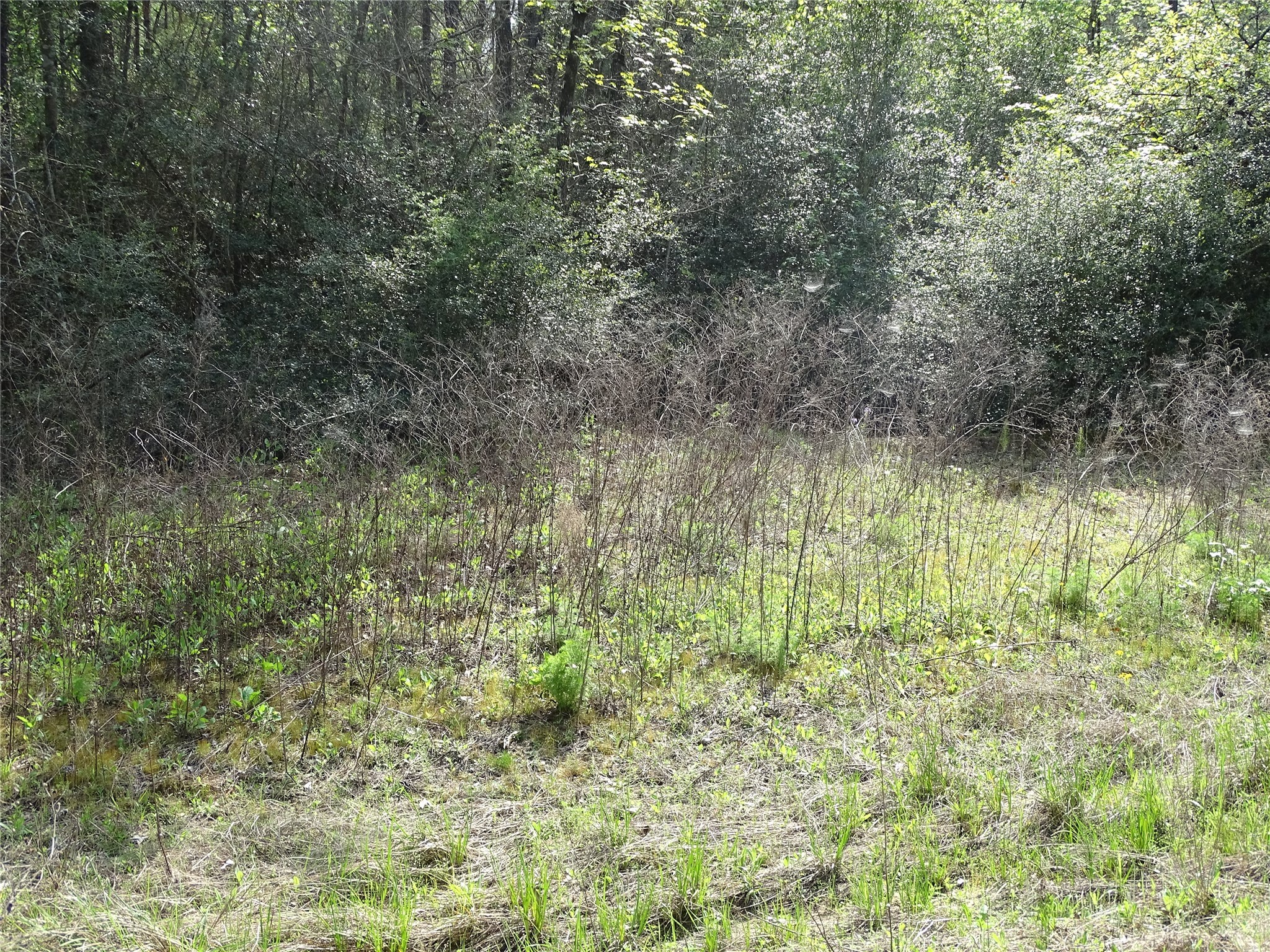 10774 Ruger Road Willis, TX 77378 - Photo 4 of 15 a view of a yard