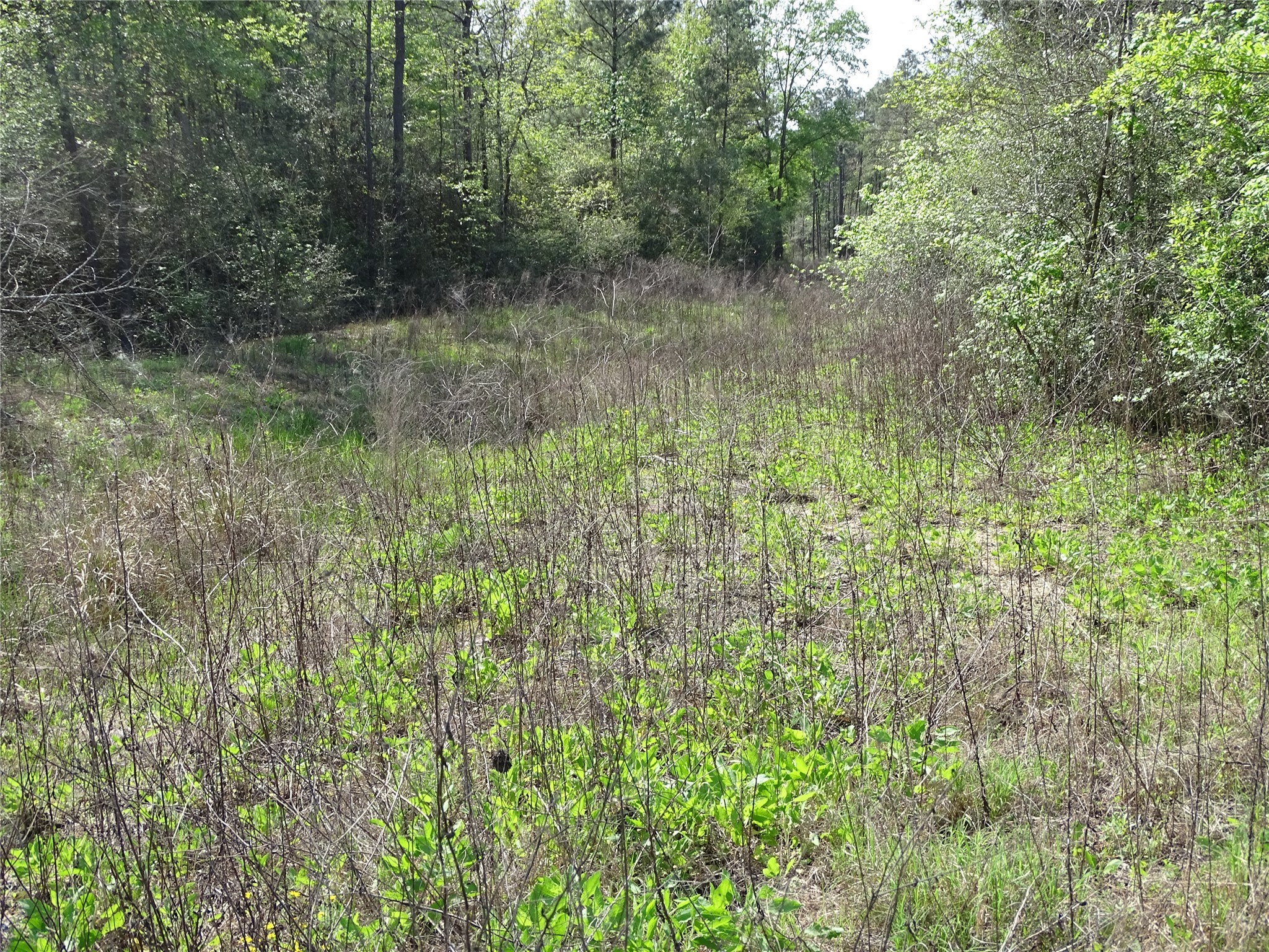 10774 Ruger Road Willis, TX 77378 - Photo 5 of 15 a view of forest