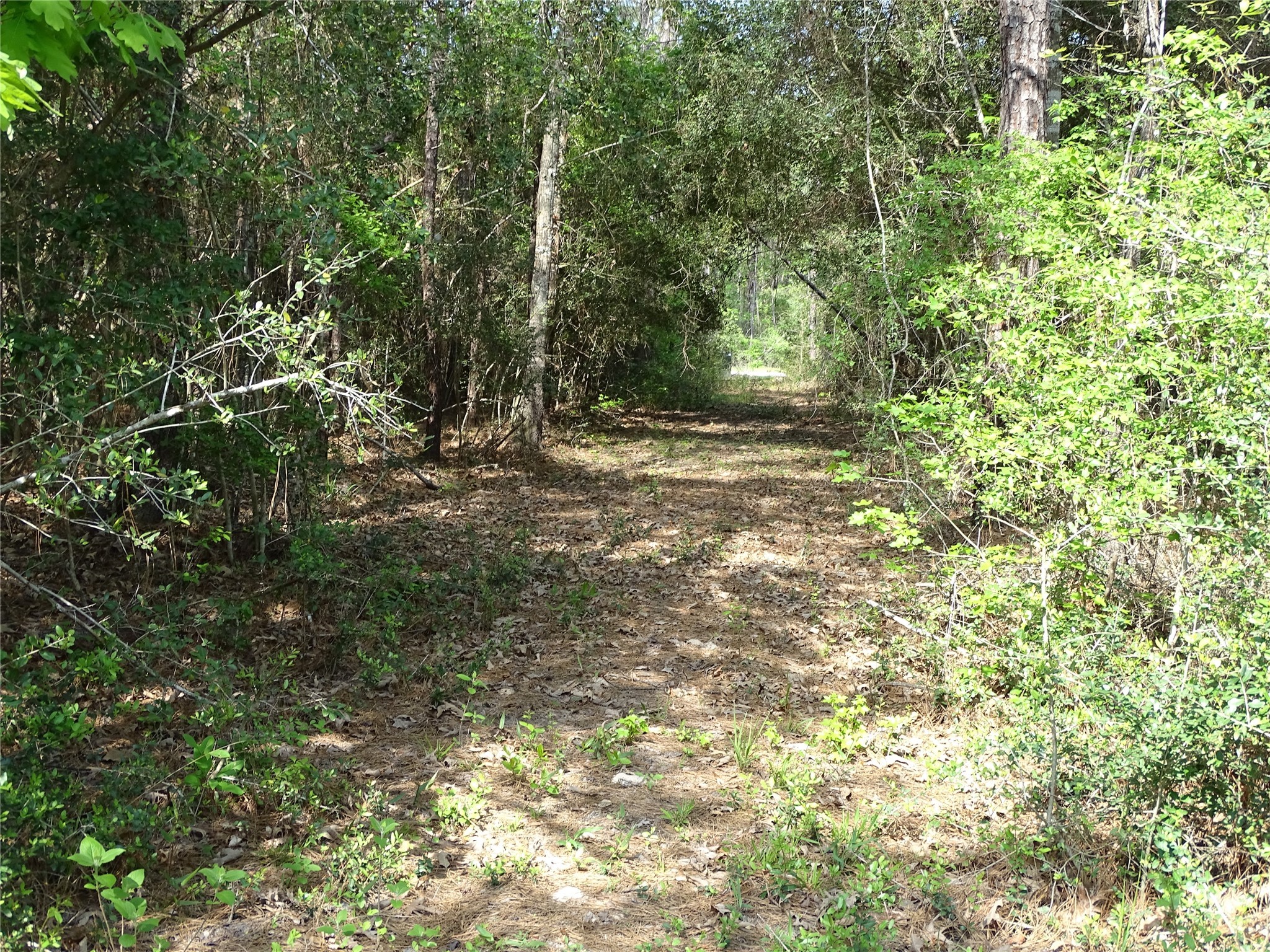 10774 Ruger Road Willis, TX 77378 - Photo 6 of 15 a view of outdoor space and yard