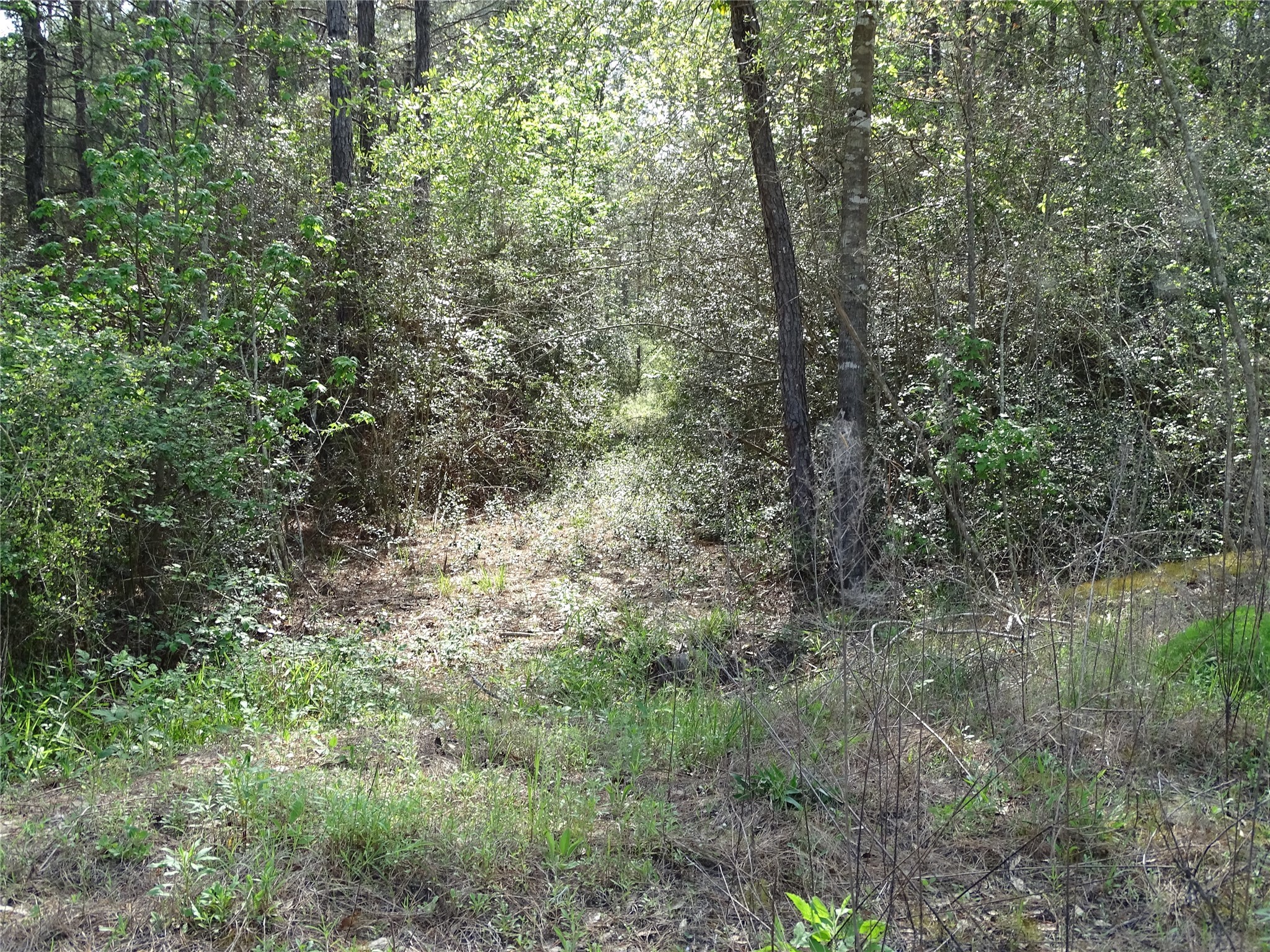 10774 Ruger Road Willis, TX 77378 - Photo 7 of 15 a view of a forest with trees in the background