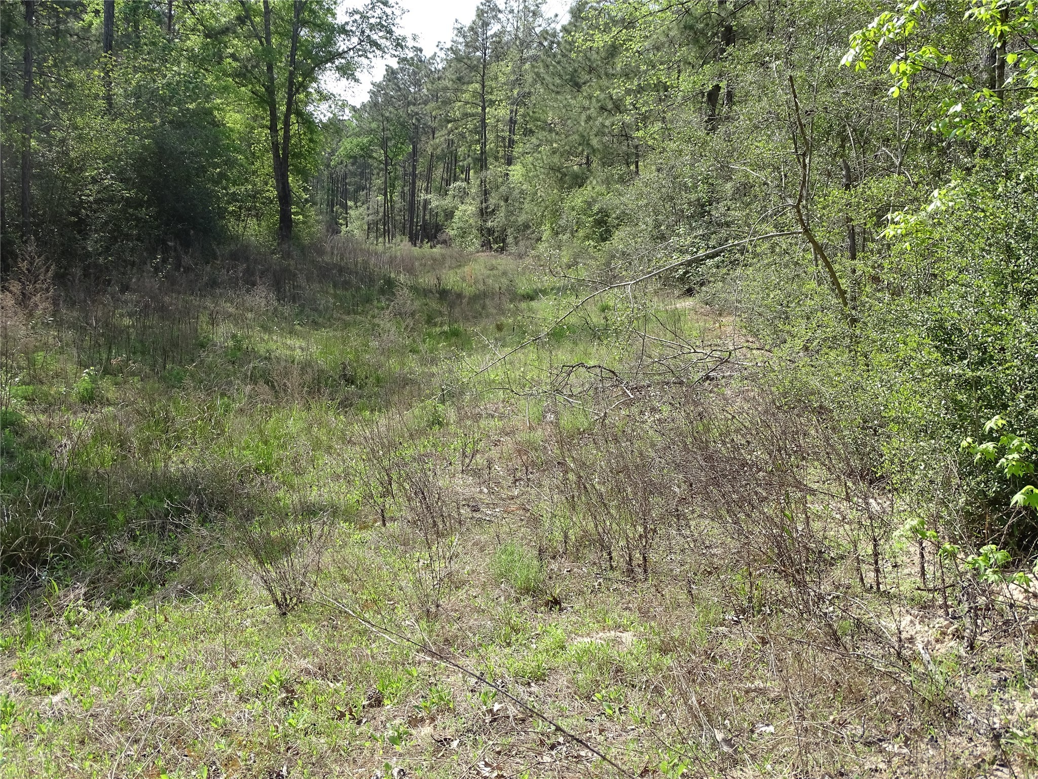10774 Ruger Road Willis, TX 77378 - Photo 8 of 15 a view of a forest with trees in the background