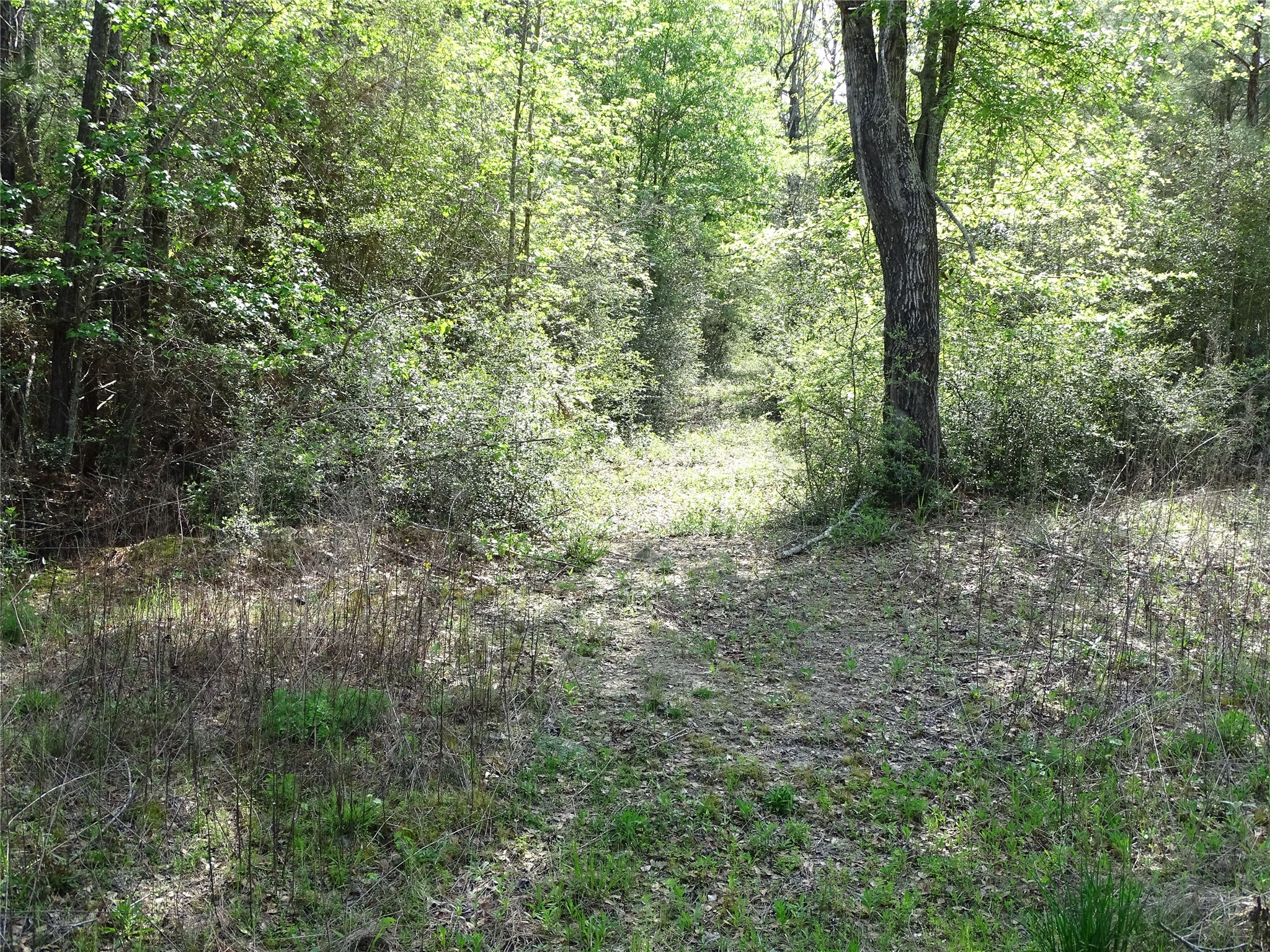 10774 Ruger Road Willis, TX 77378 - Photo 9 of 15 a view of a forest with trees in the background
