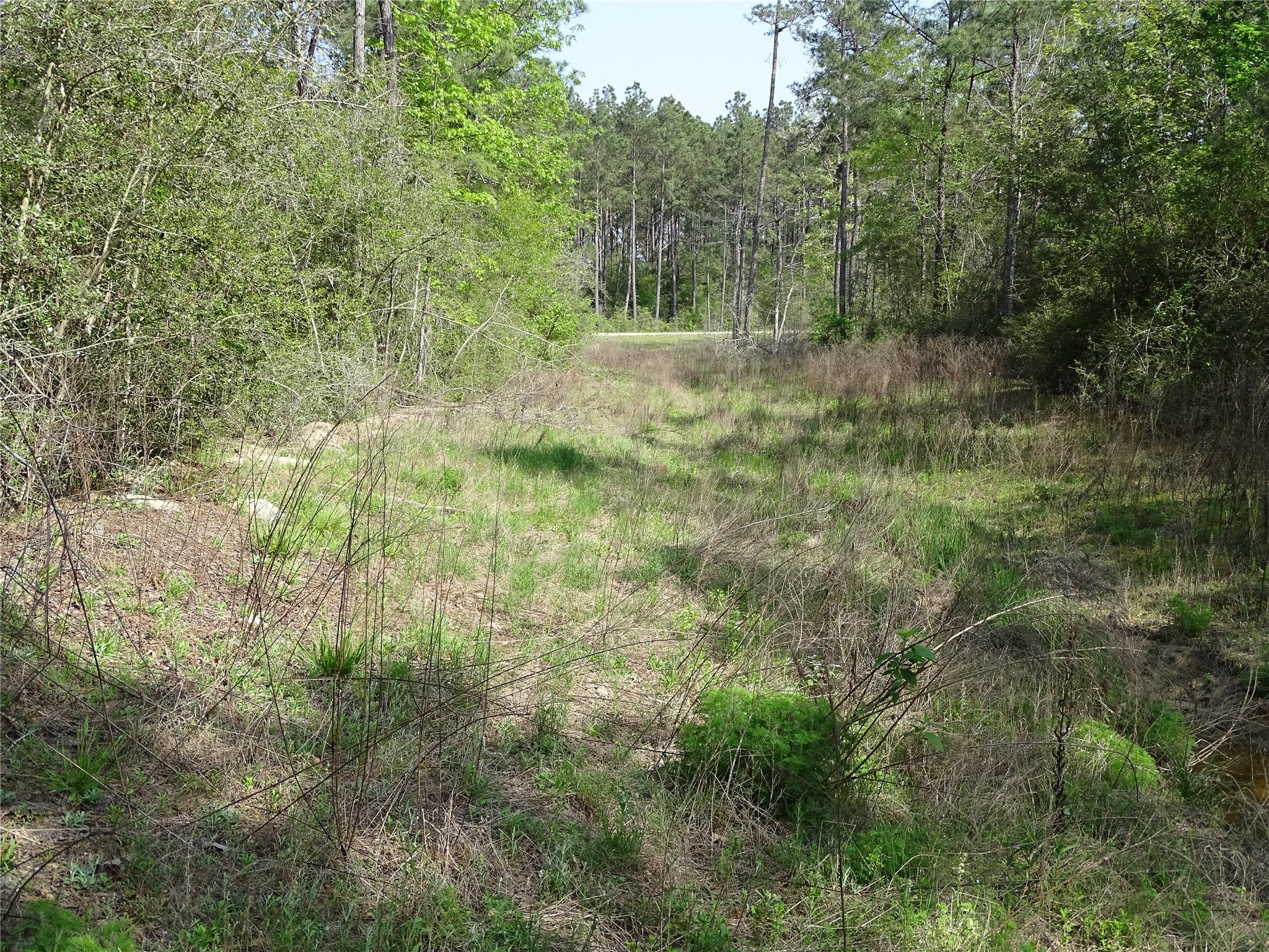 10774 Ruger Road Willis, TX 77378 - Photo 10 of 15 a view of a lush green forest with large trees