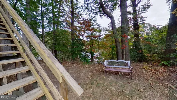 a view of a forest that has a tree