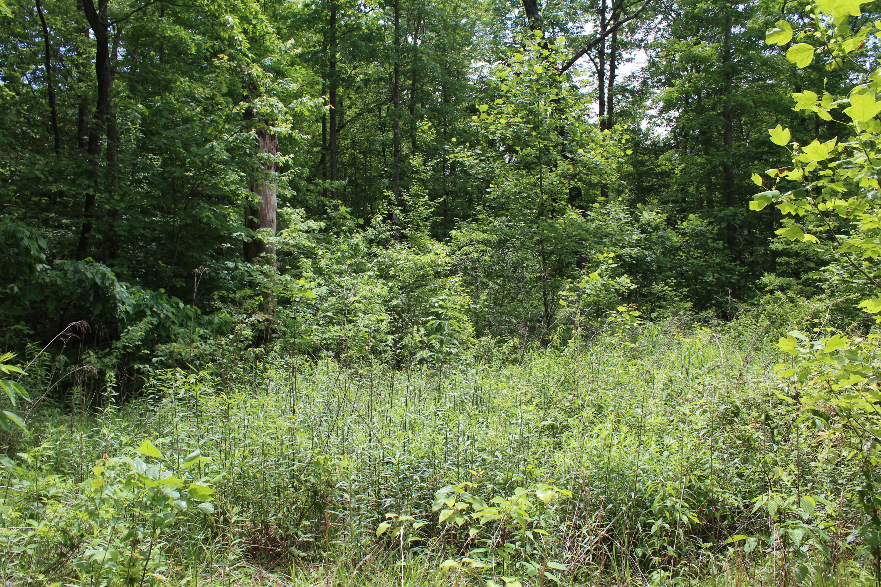 1.99 James George Road Jamestown, TN 38556 - Photo 14 of 20 IMG_7050