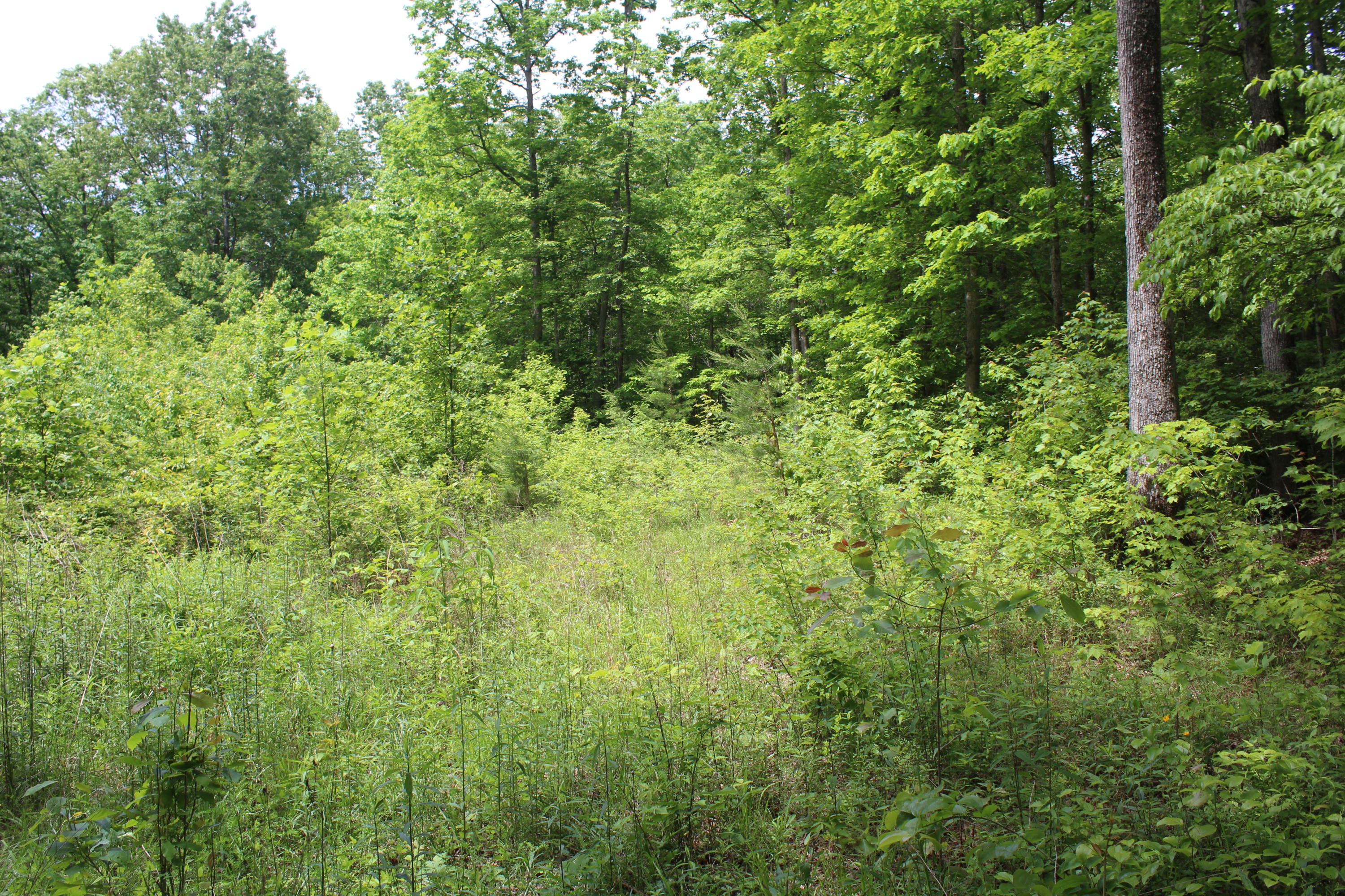 1.99 James George Road Jamestown, TN 38556 - Photo 3 of 20 IMG_7044