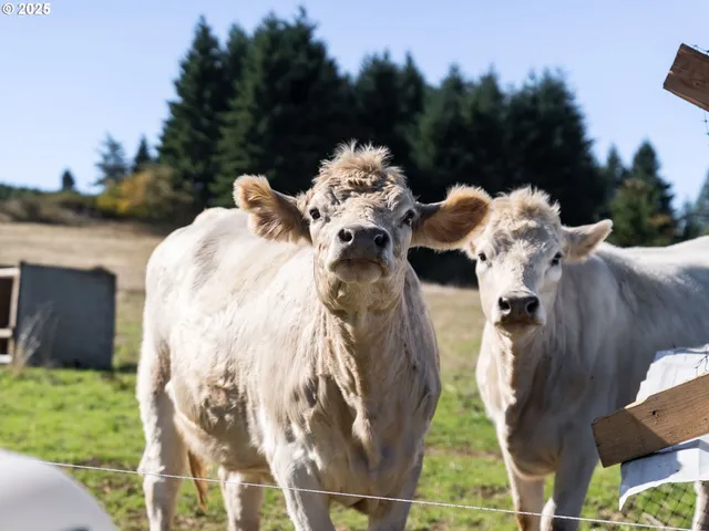 $739,000 | 20470 Southeast Cherry Blossom Lane, Amity, OR 97101