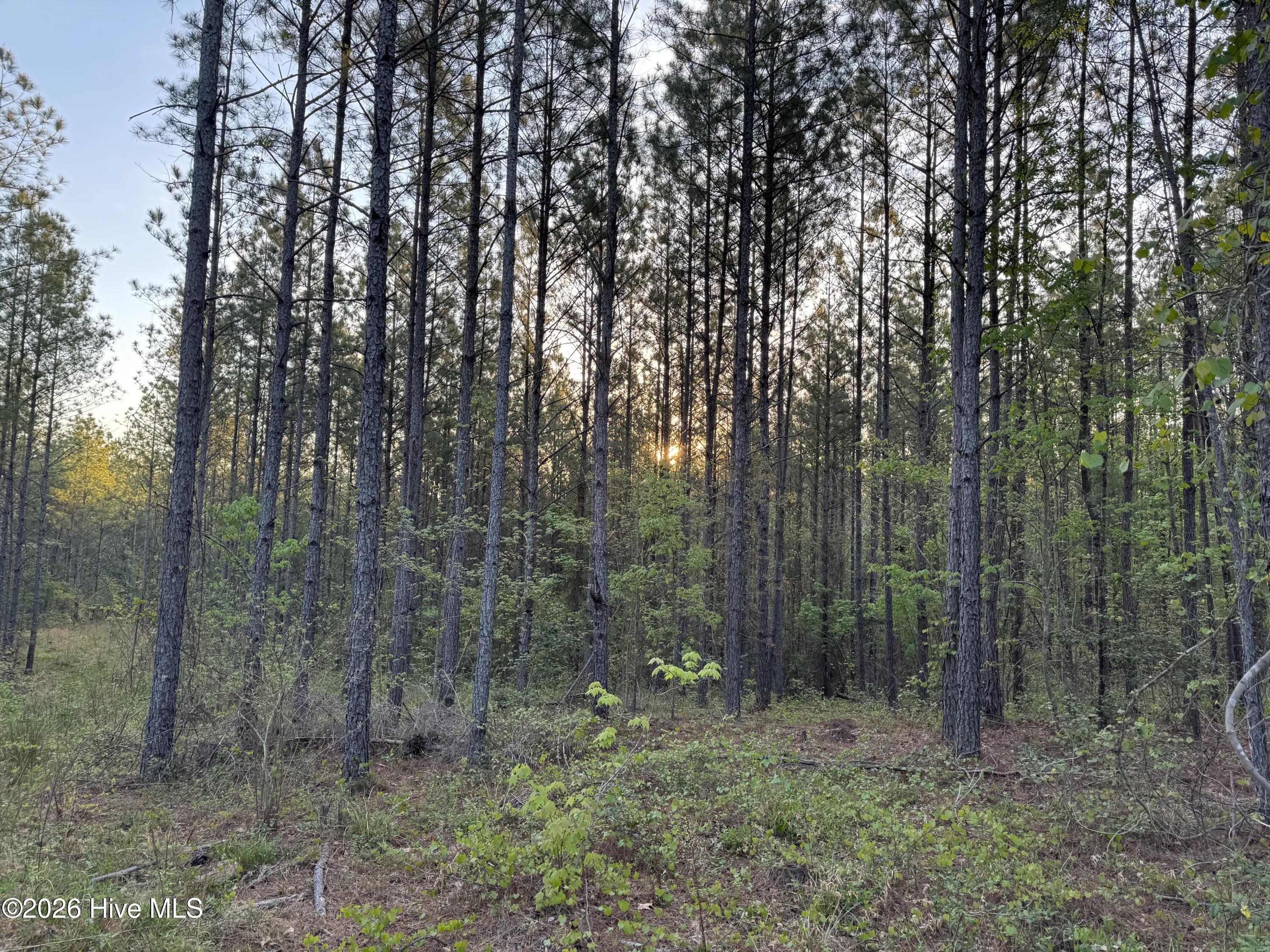 0 Cartledge Creek Road Rockingham, NC 28379 - Photo 24 of 32 Cartledge Creek