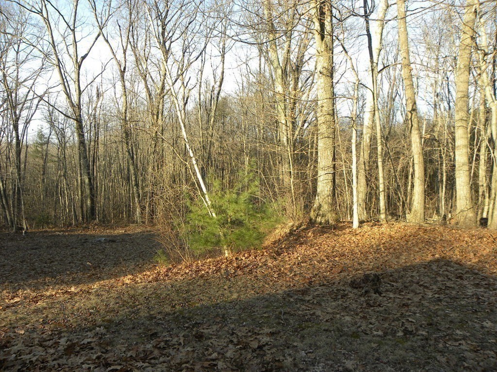138 Old Worcester Road Charlton, MA 01507 - Photo 23 of 33 a view of backyard and trees