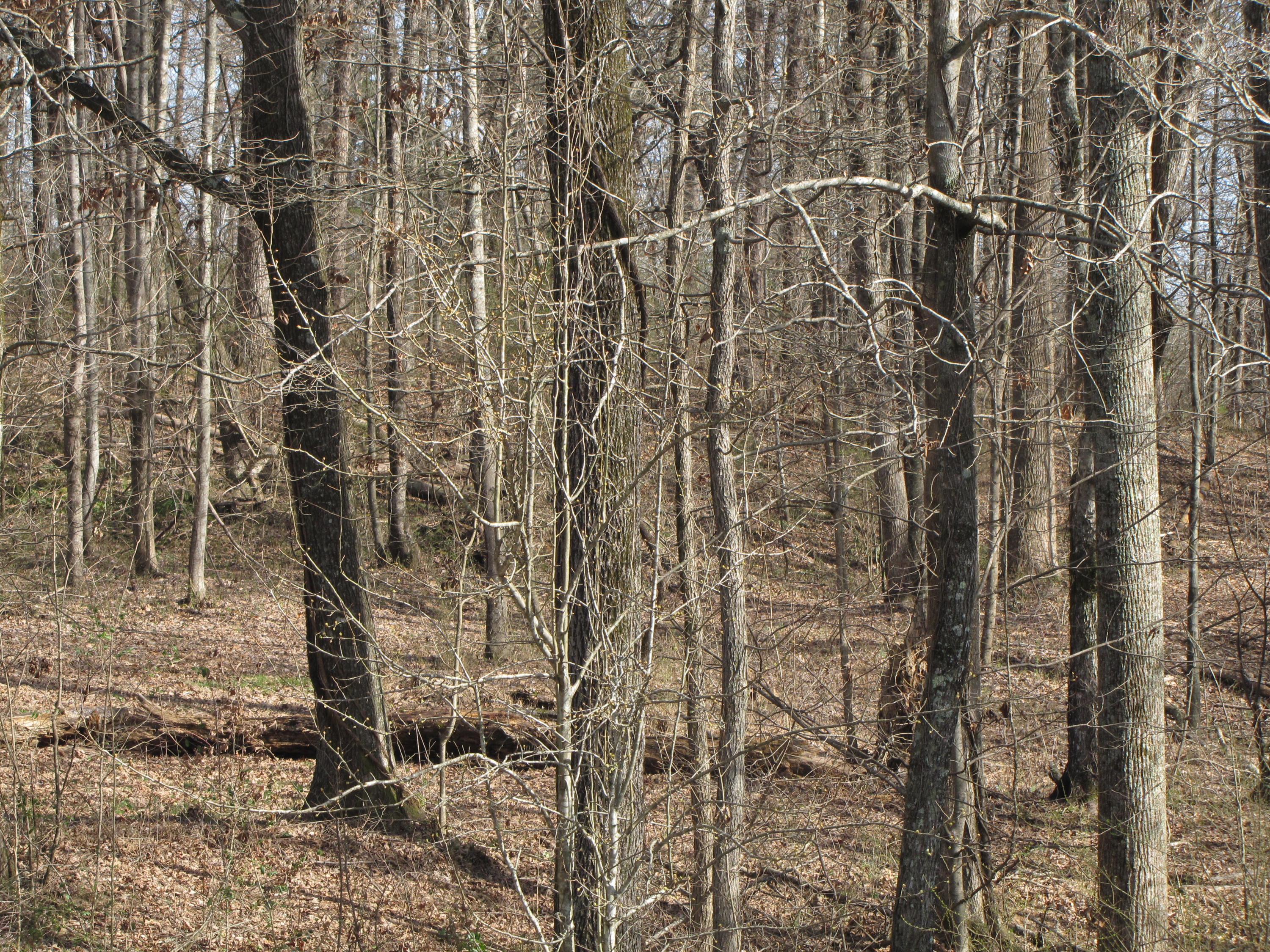 131 Duff Road Lenoir City, TN 37771 - Photo 21 of 31 IMG_1254