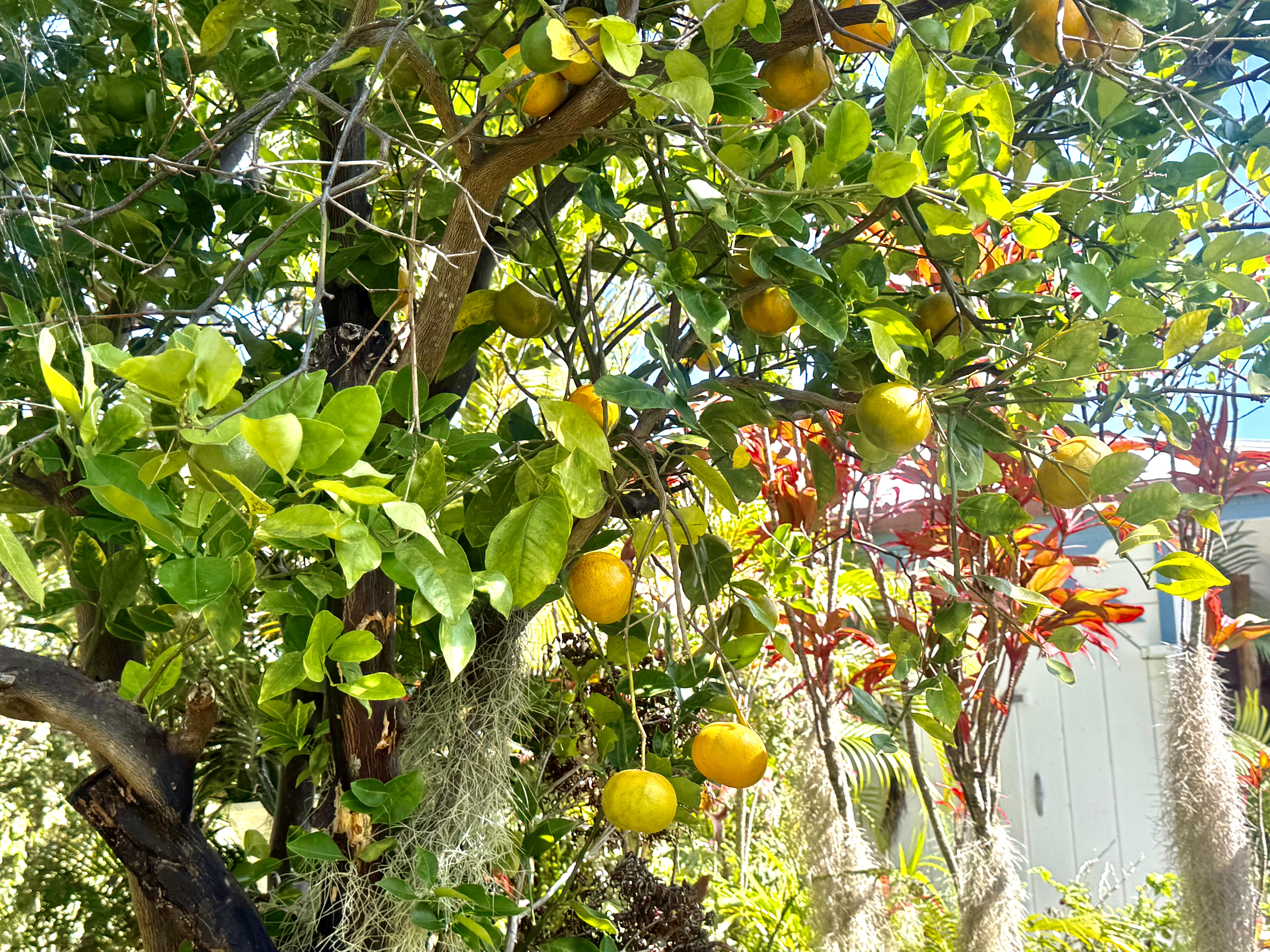 94-1726 Wakea Avenue Naalehu, HI 96772 - Photo 21 of 30 a view of tree