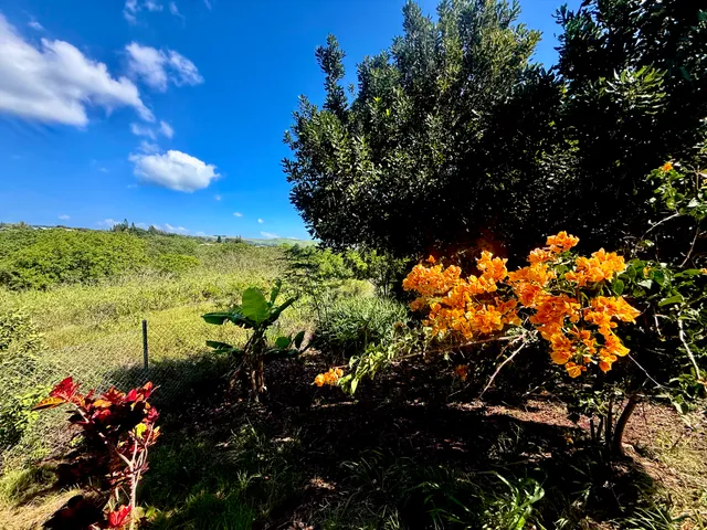 a picture of flowers