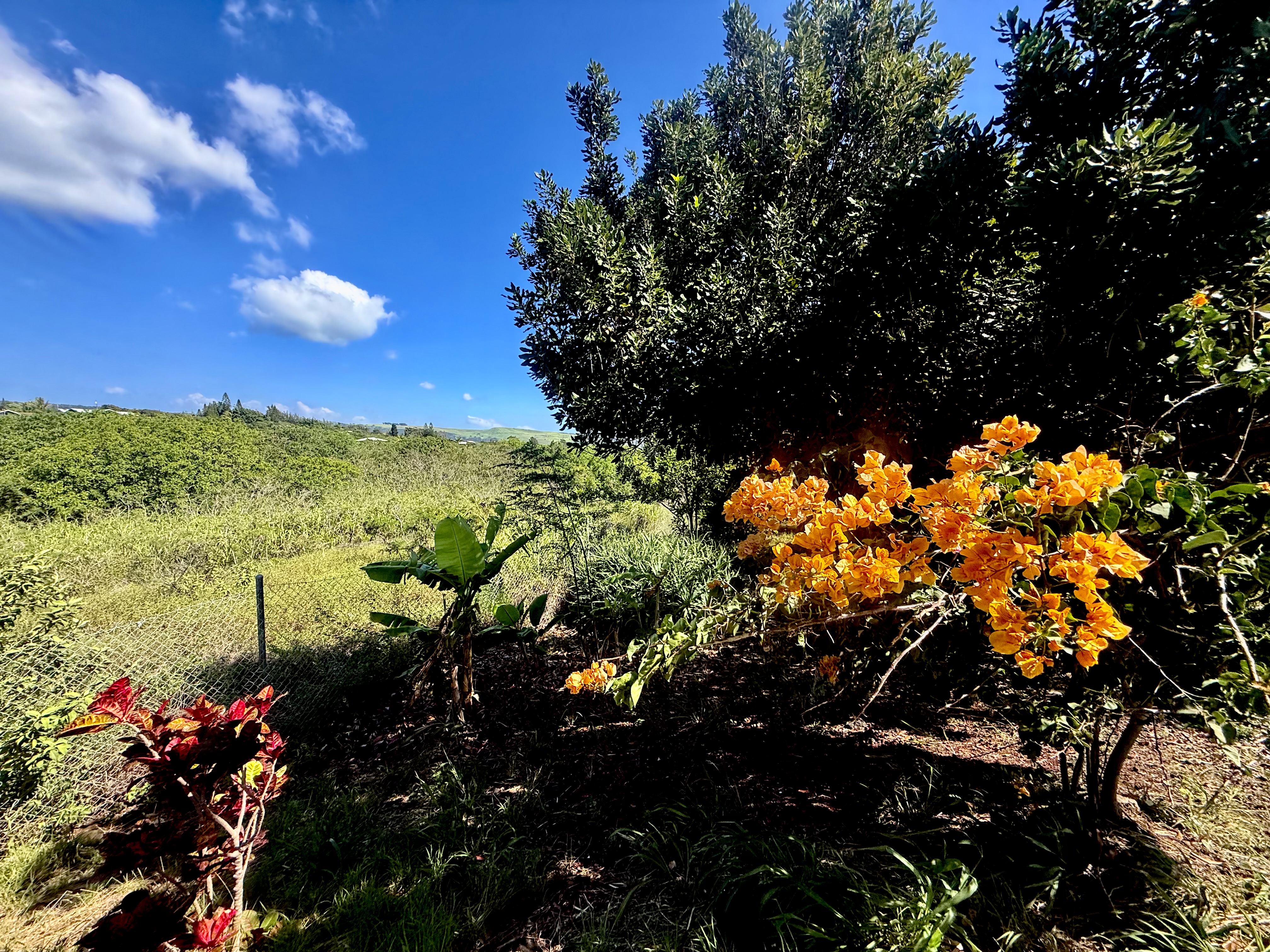 94-1726 Wakea Avenue Naalehu, HI 96772 - Photo 22 of 30 a view of a tree