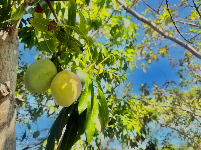 a view of flowers in a garden