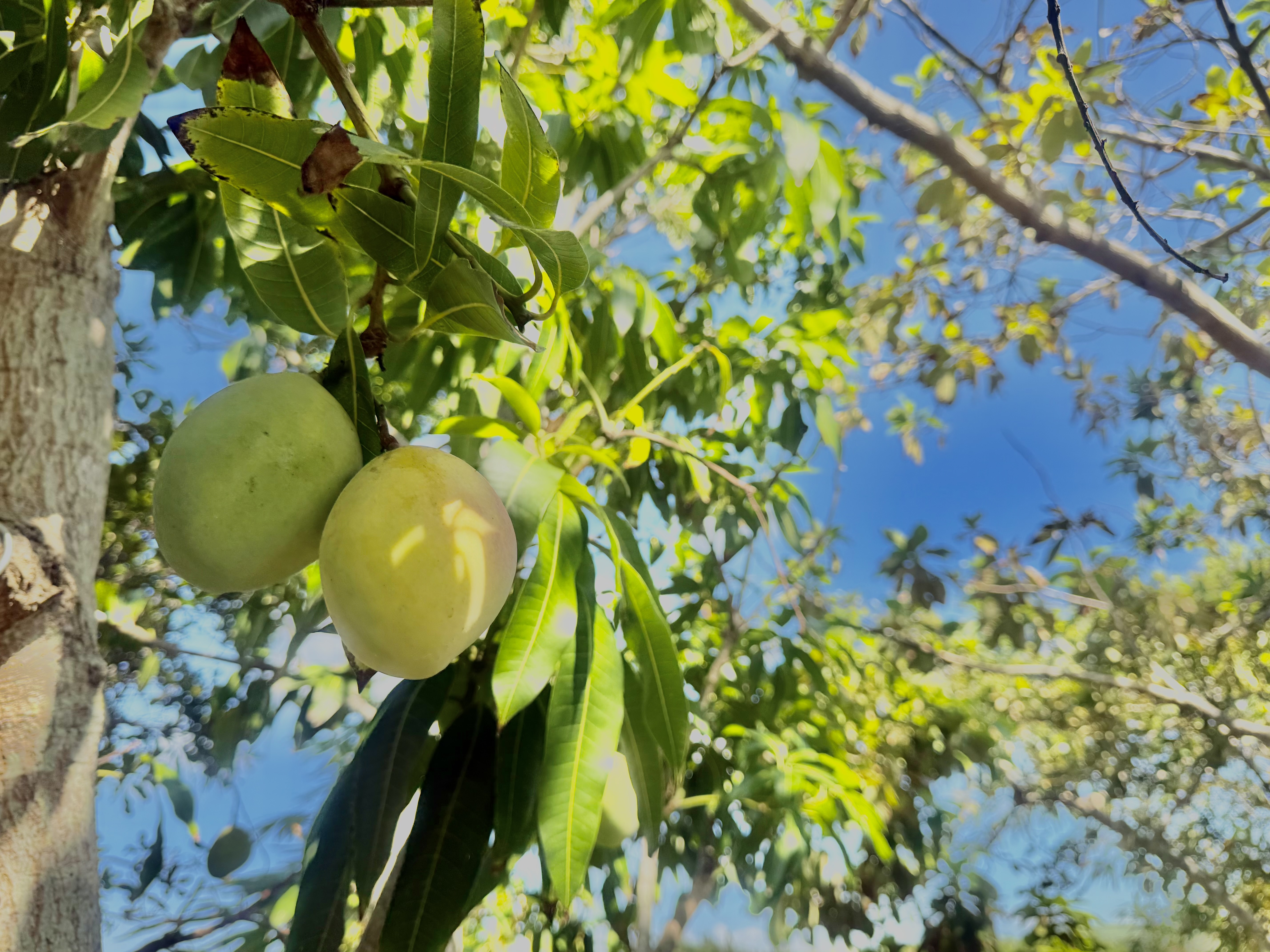 94-1726 Wakea Avenue Naalehu, HI 96772 - Photo 23 of 30 a view of a plant in a garden