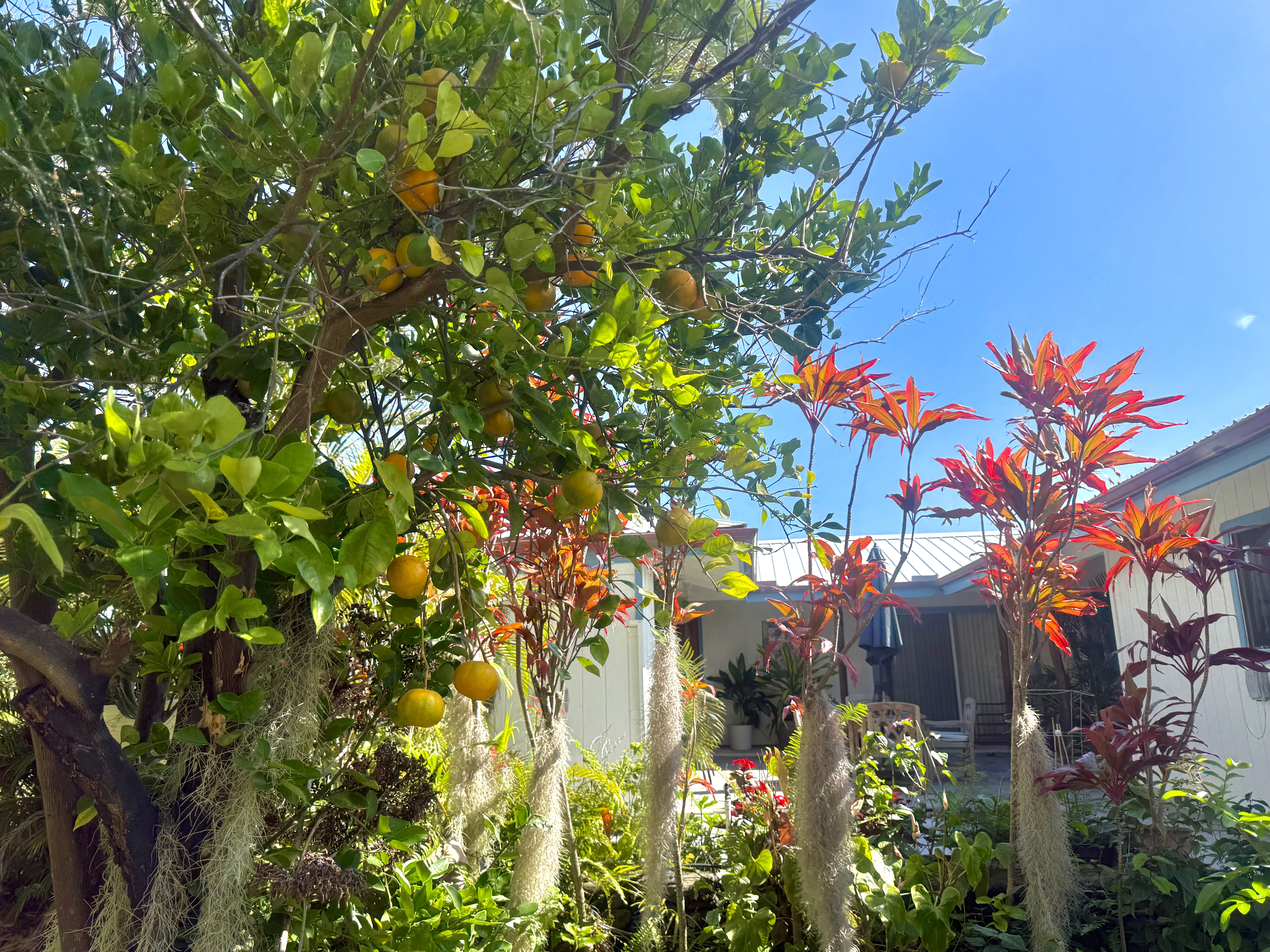 94-1726 Wakea Avenue Naalehu, HI 96772 - Photo 24 of 30 a picture of flowers