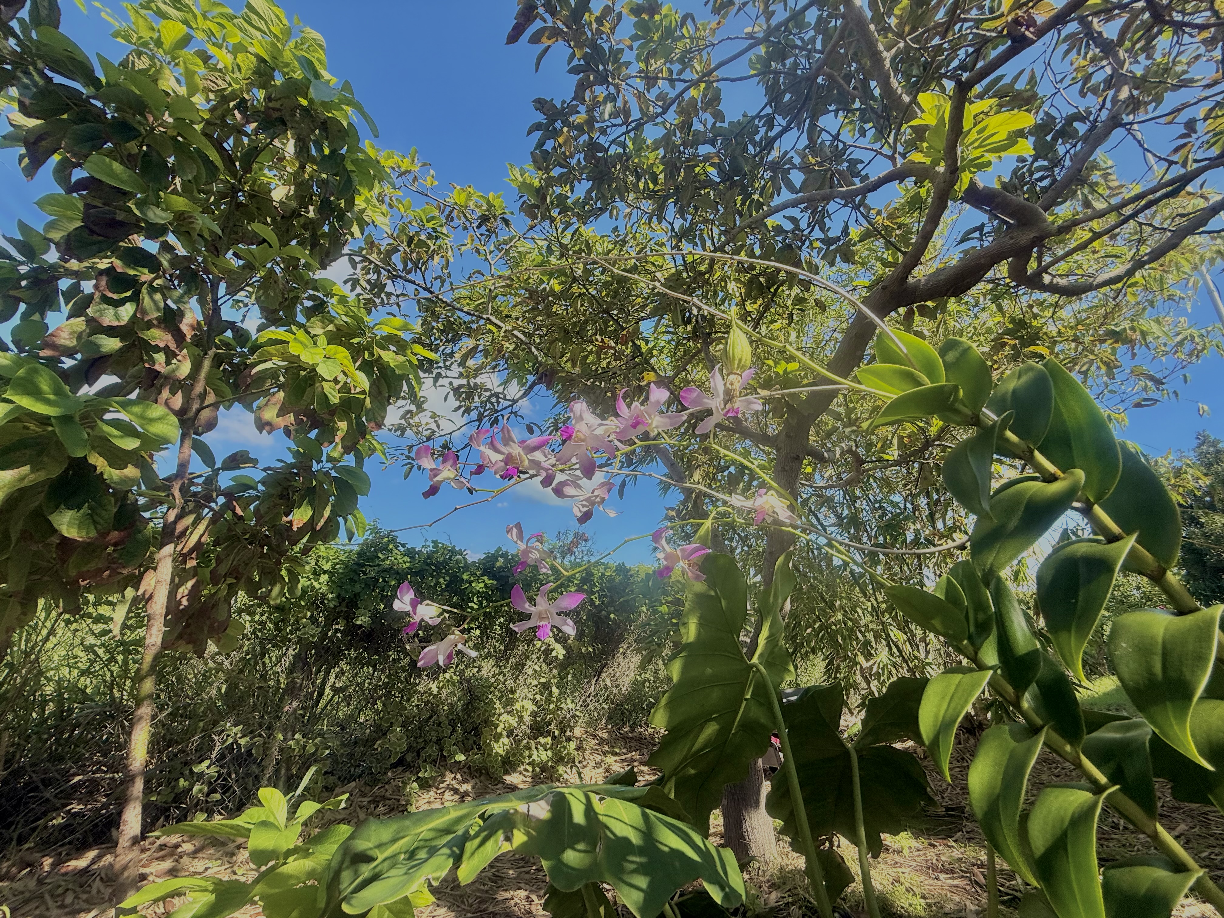 94-1726 Wakea Avenue Naalehu, HI 96772 - Photo 26 of 30 a view of flowers in a garden