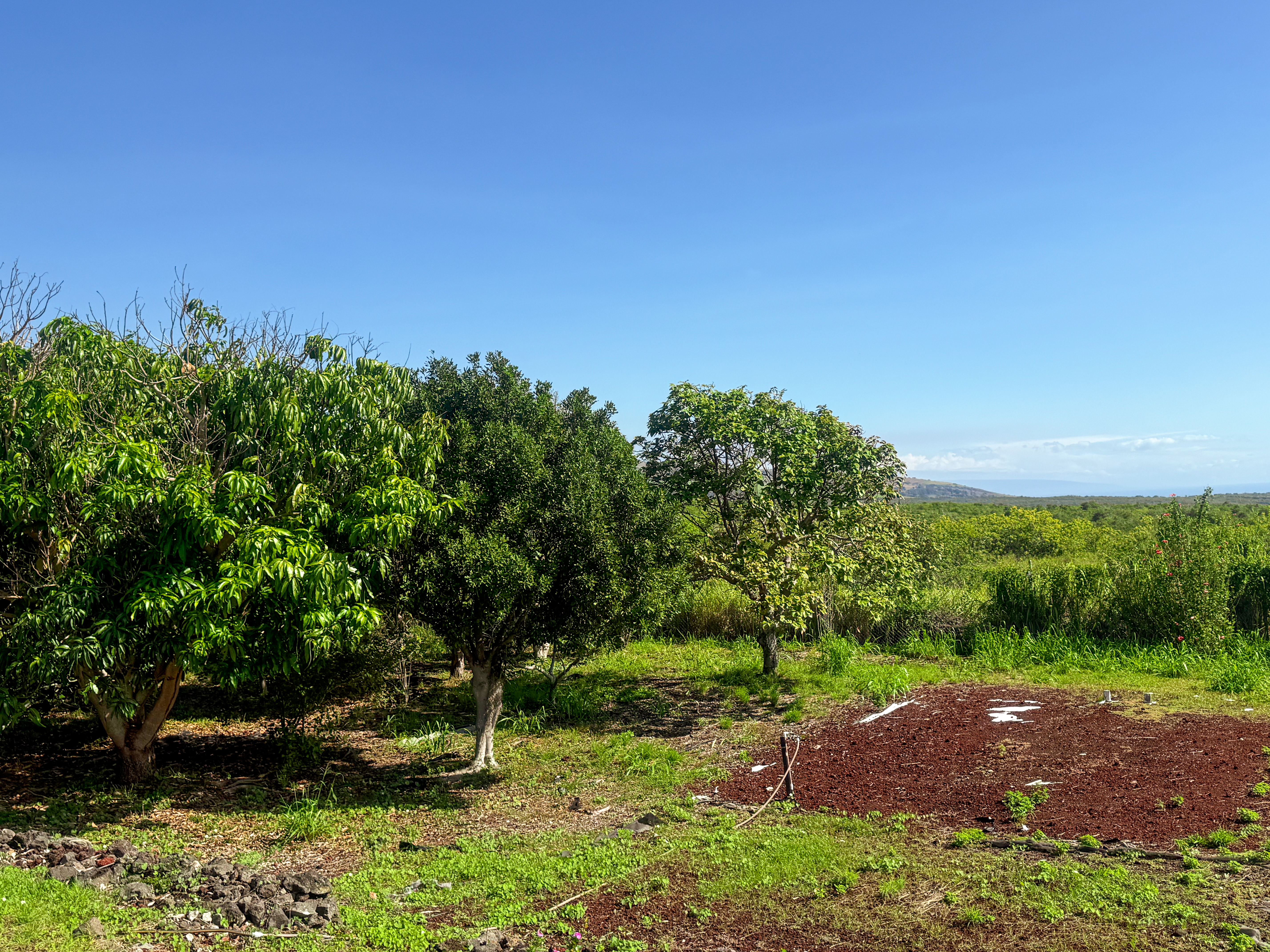 94-1726 Wakea Avenue Naalehu, HI 96772 - Photo 27 of 30 a backyard of a house with lots of green space
