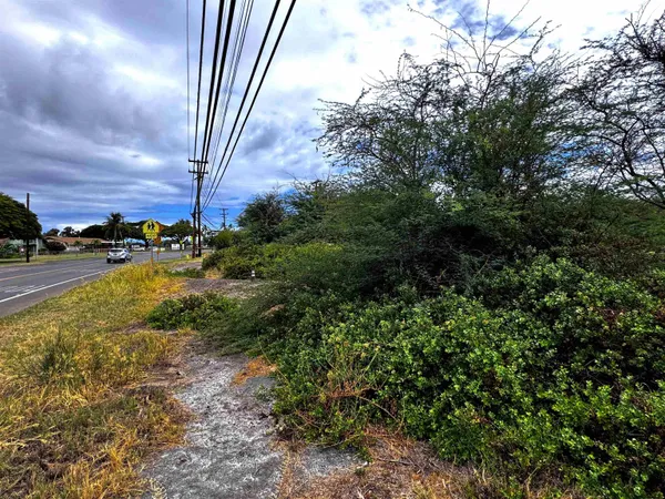 a view of a yard with plants and a tree