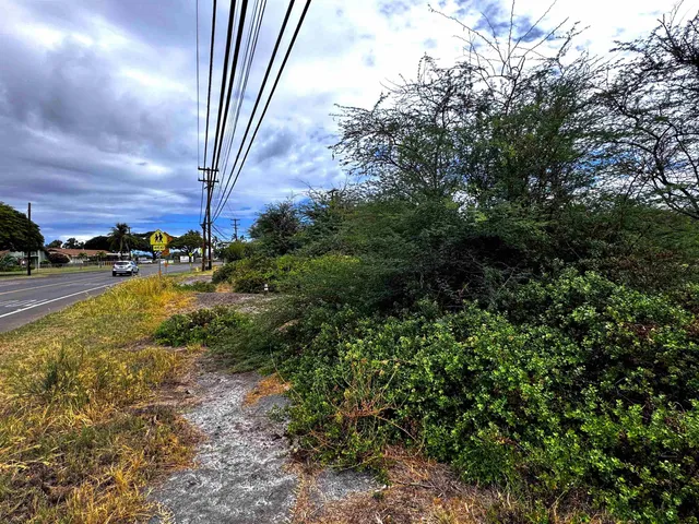 a view of a yard with plants and a tree