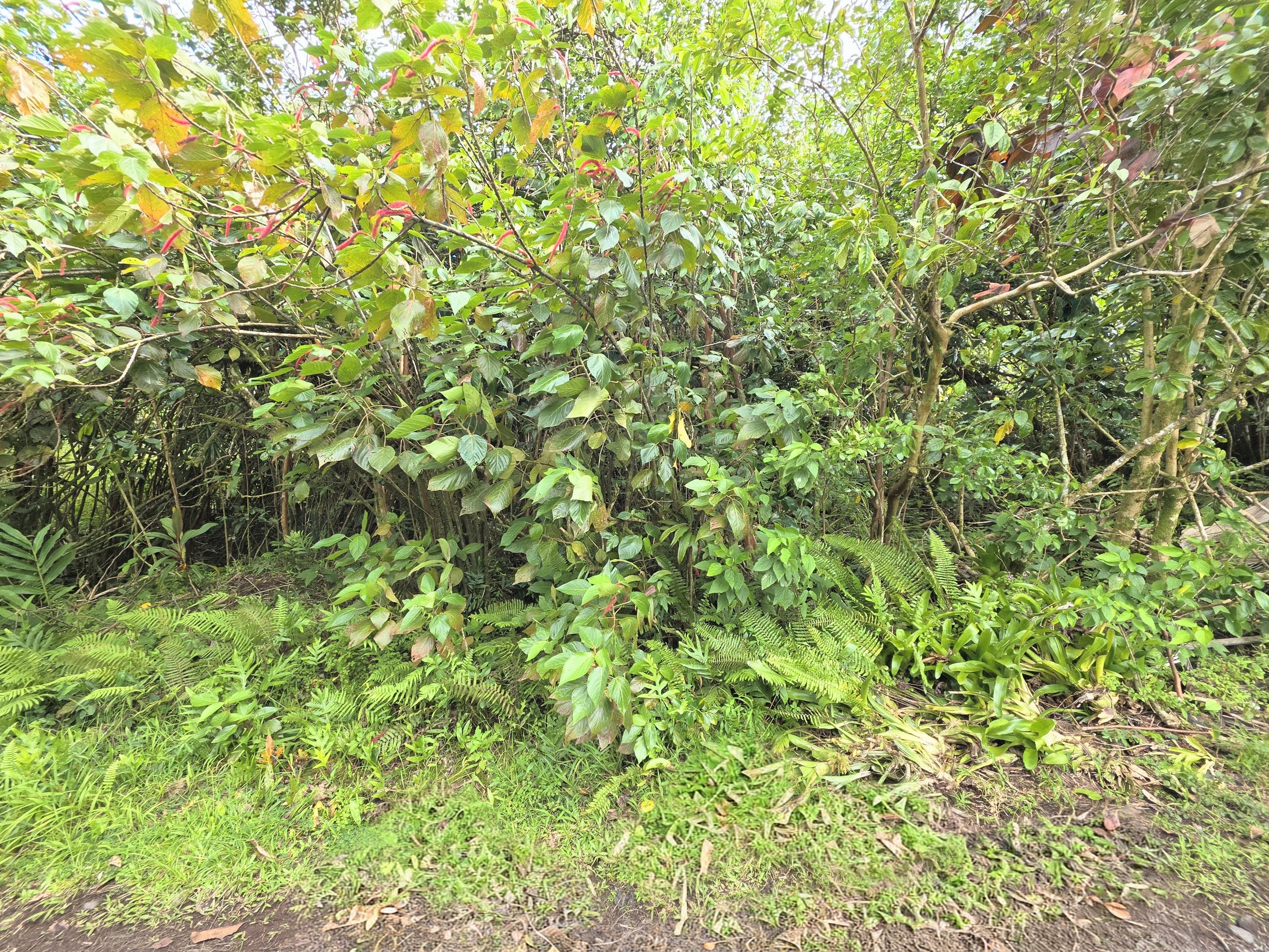 172 Aloha Road Pahoa, HI 96778 - Photo 6 of 11