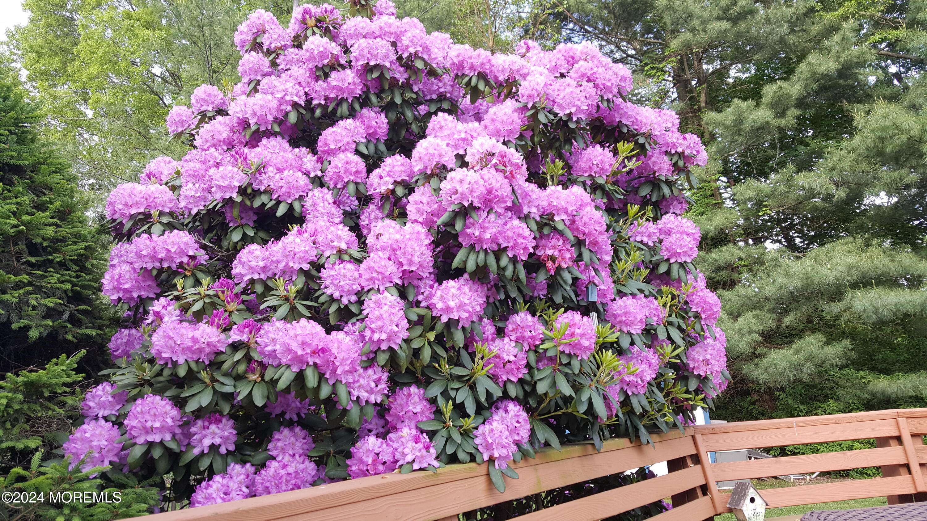 7 Timber Drive Asbury Park, NJ 07712 - Photo 27 of 33 Spring Flowers