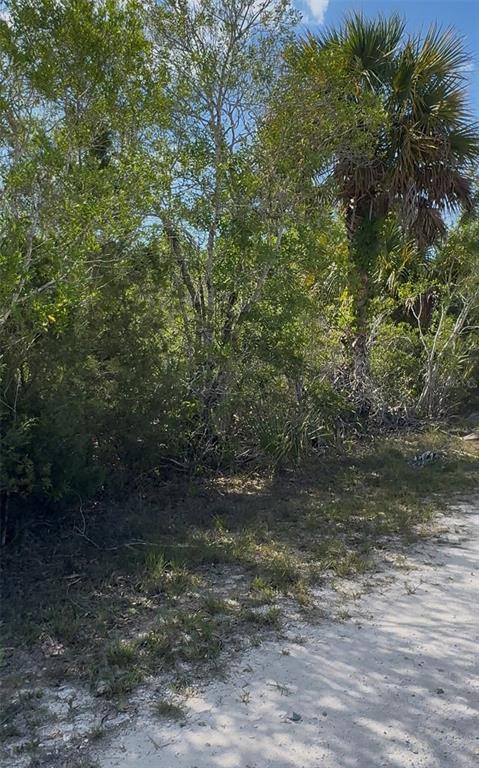 18455 Quiet Road Weeki Wachee, FL 34614 - Photo 9 of 9 a view of a forest with a tree