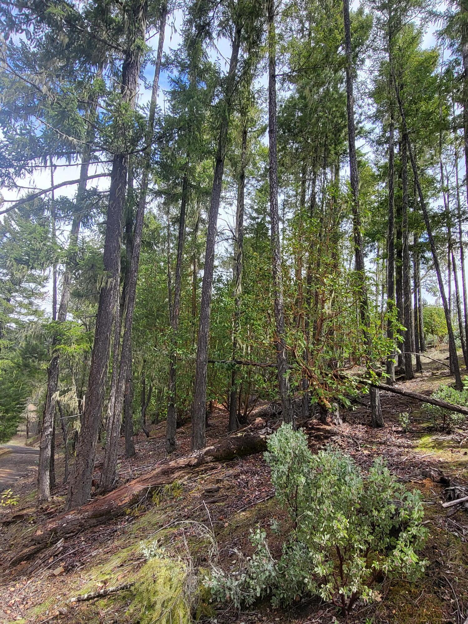 962 Indian Creek Road Selma, OR 97538 - Photo 41 of 42 20230411_121420