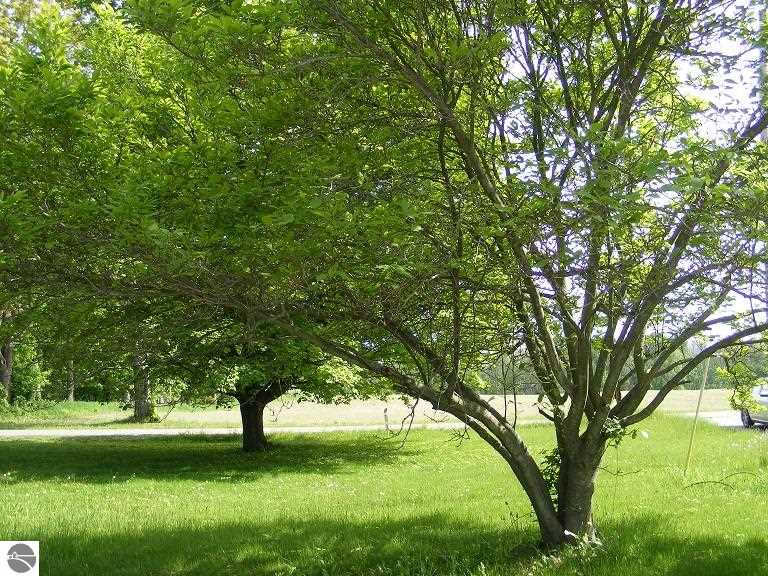 471 Woods Road Orleans, MI 48865 - Photo 5 of 21 1781817-4.JPG