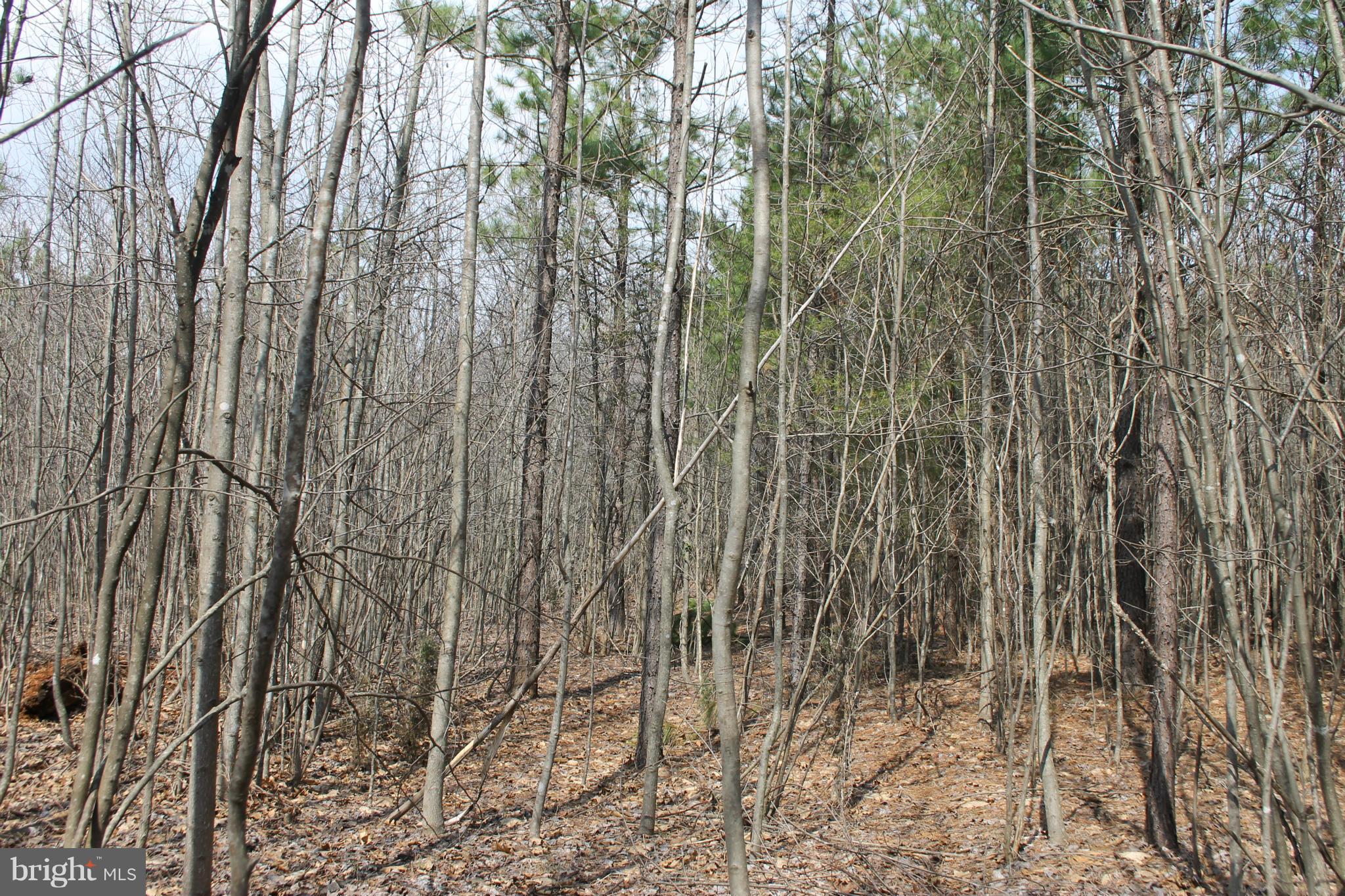 0 Beach Road Midland, VA 22728 - Photo 1 of 11 Wooded Lot