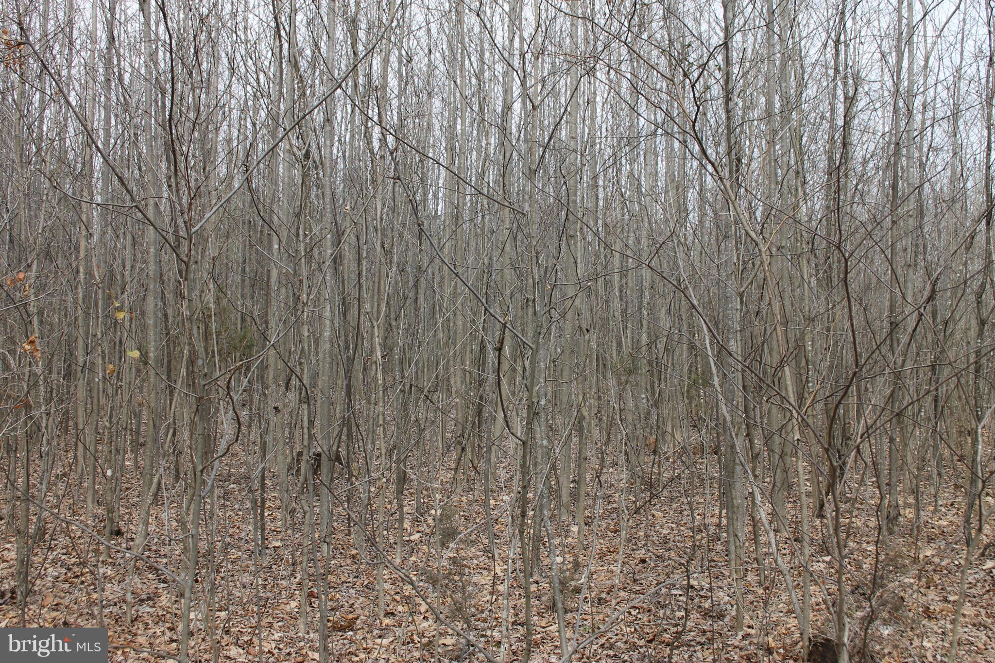 0 Beach Road Midland, VA 22728 - Photo 11 of 11 Wooded Lot