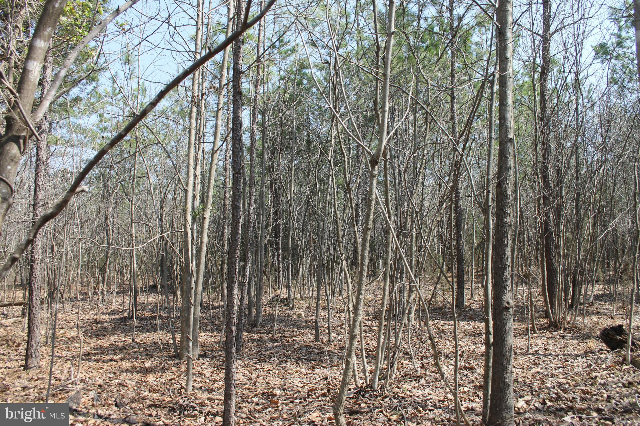 0 Beach Road Midland, VA 22728 - Photo 3 of 11 Wooded Lot