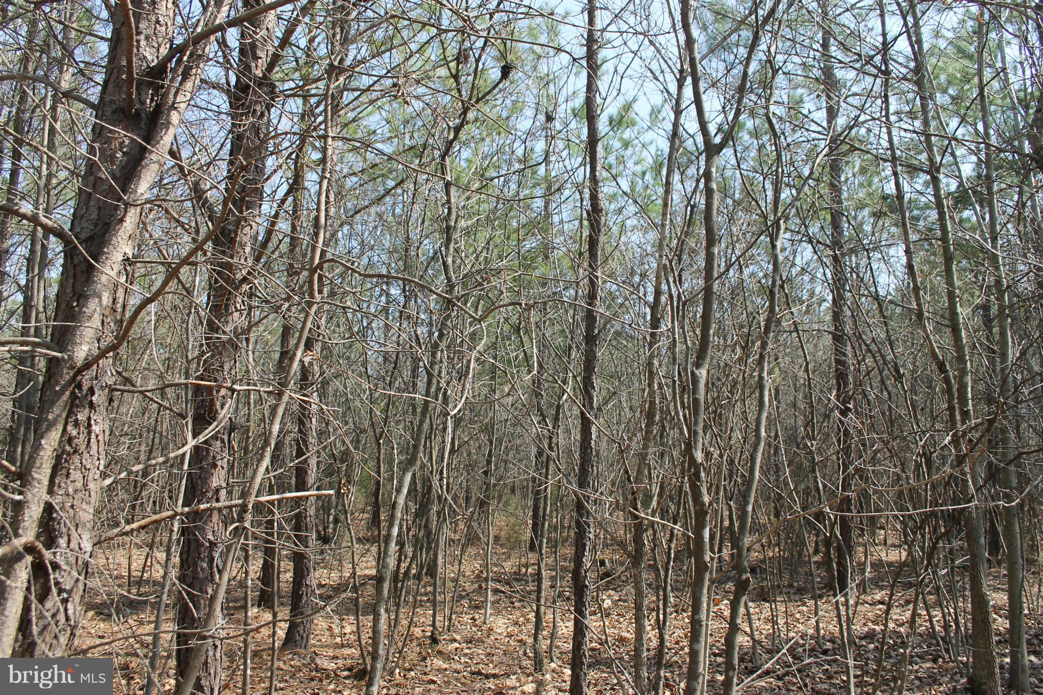0 Beach Road Midland, VA 22728 - Photo 4 of 11 Wooded Lot