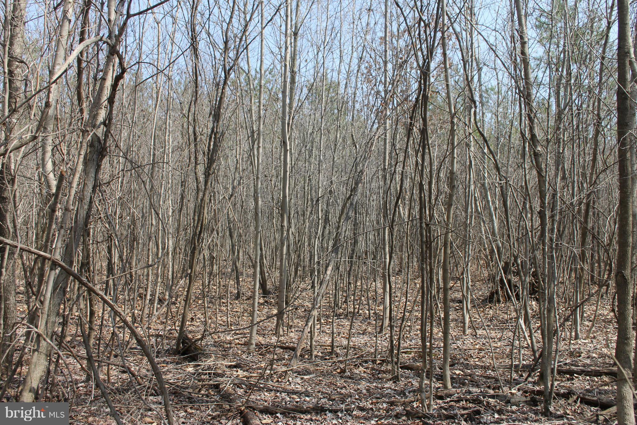 0 Beach Road Midland, VA 22728 - Photo 5 of 11 Wooded Lot