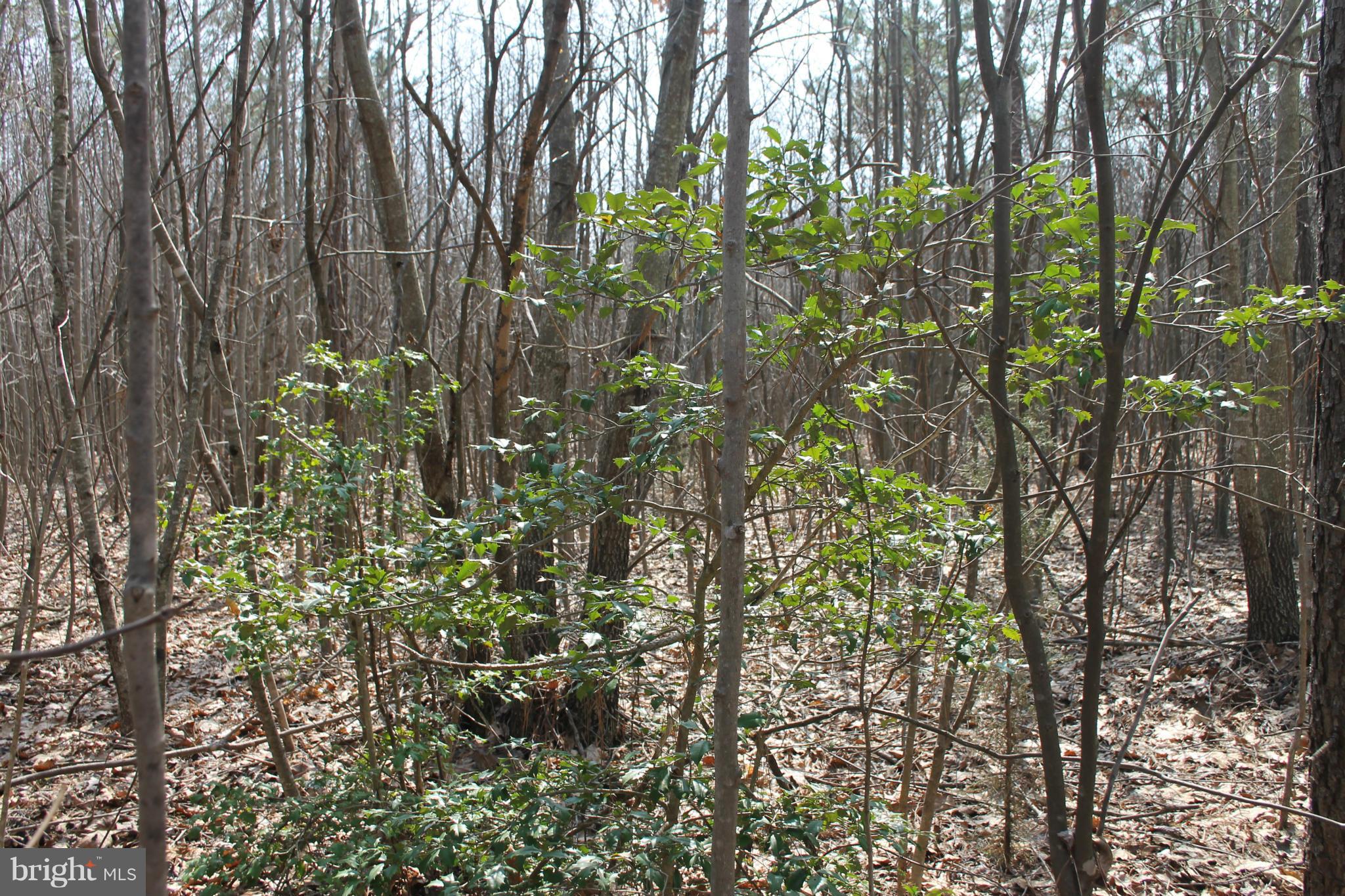0 Beach Road Midland, VA 22728 - Photo 6 of 11 Some Holly Trees