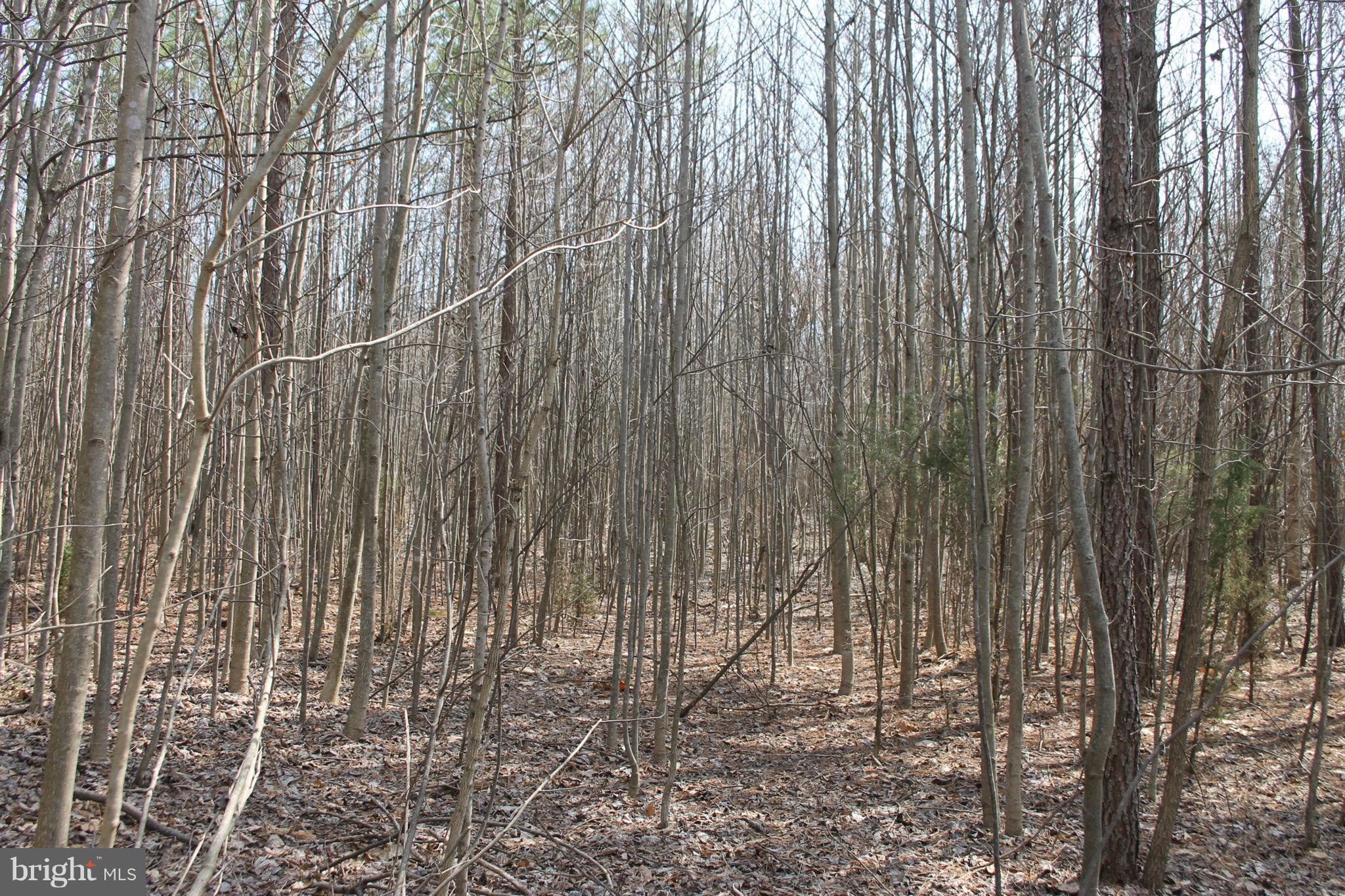 0 Beach Road Midland, VA 22728 - Photo 7 of 11 Wooded Lot