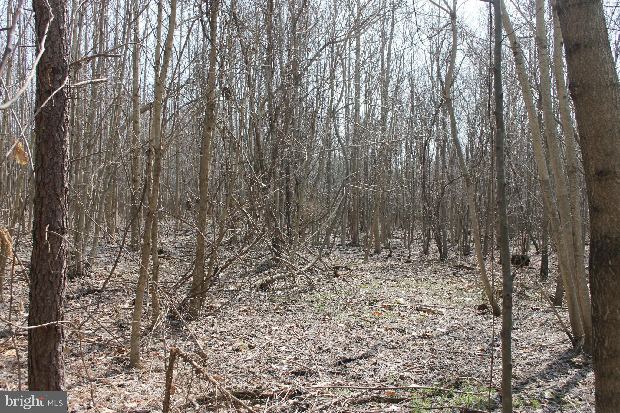 0 Beach Road Midland, VA 22728 - Photo 8 of 11 Wooded Lot