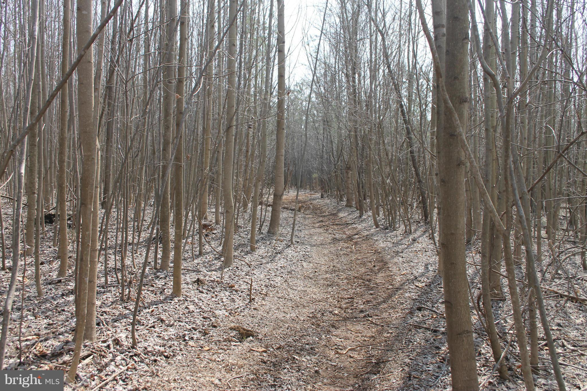 0 Beach Road Midland, VA 22728 - Photo 9 of 11 Wooded Lot
