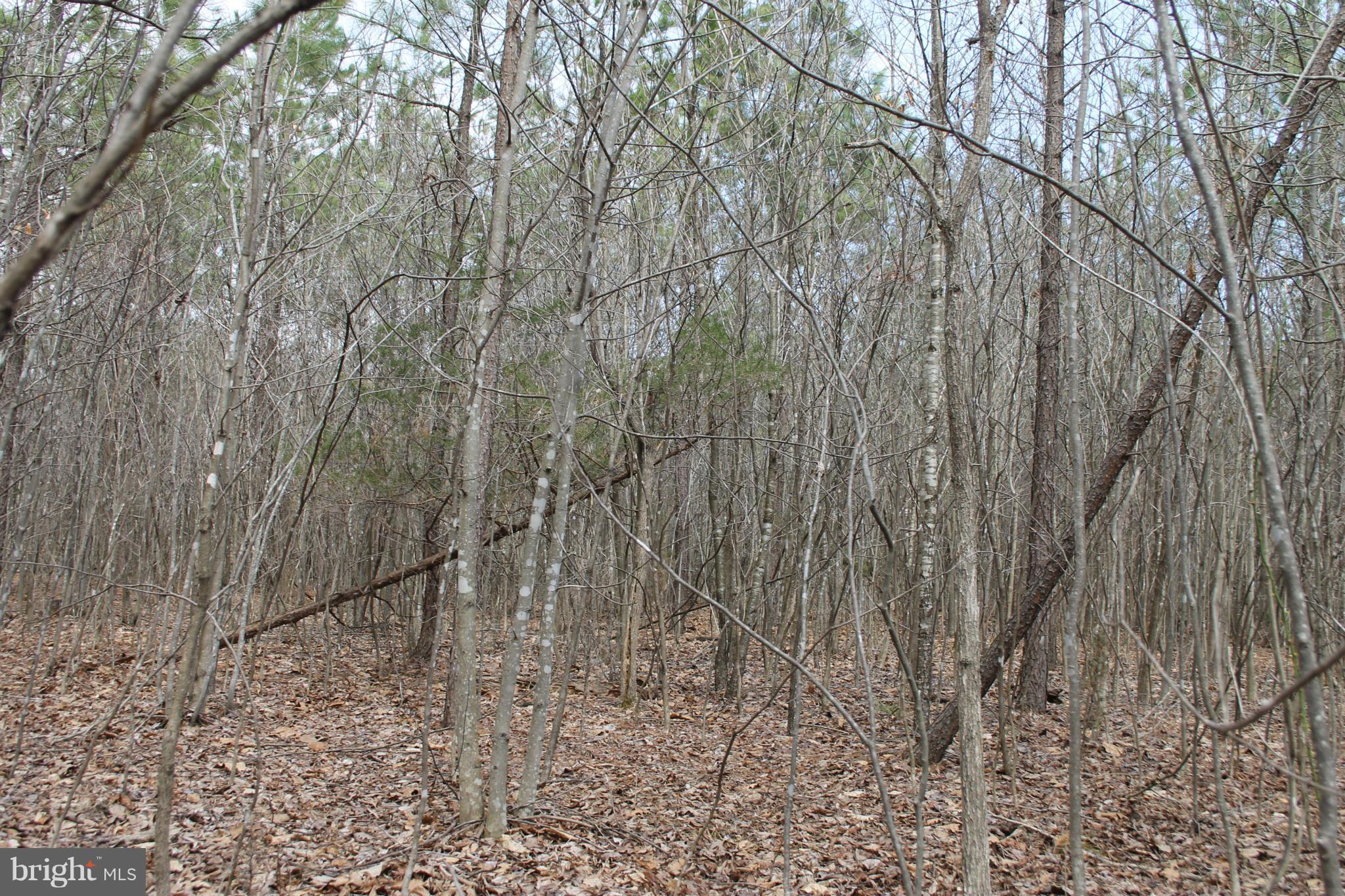 0 Beach Road Midland, VA 22728 - Photo 10 of 11 Wooded Lot