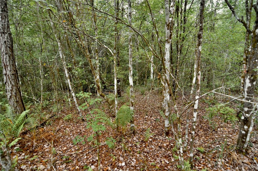 Sweet Gum Road Glen St. Mary, FL 32040 - Photo 10 of 44