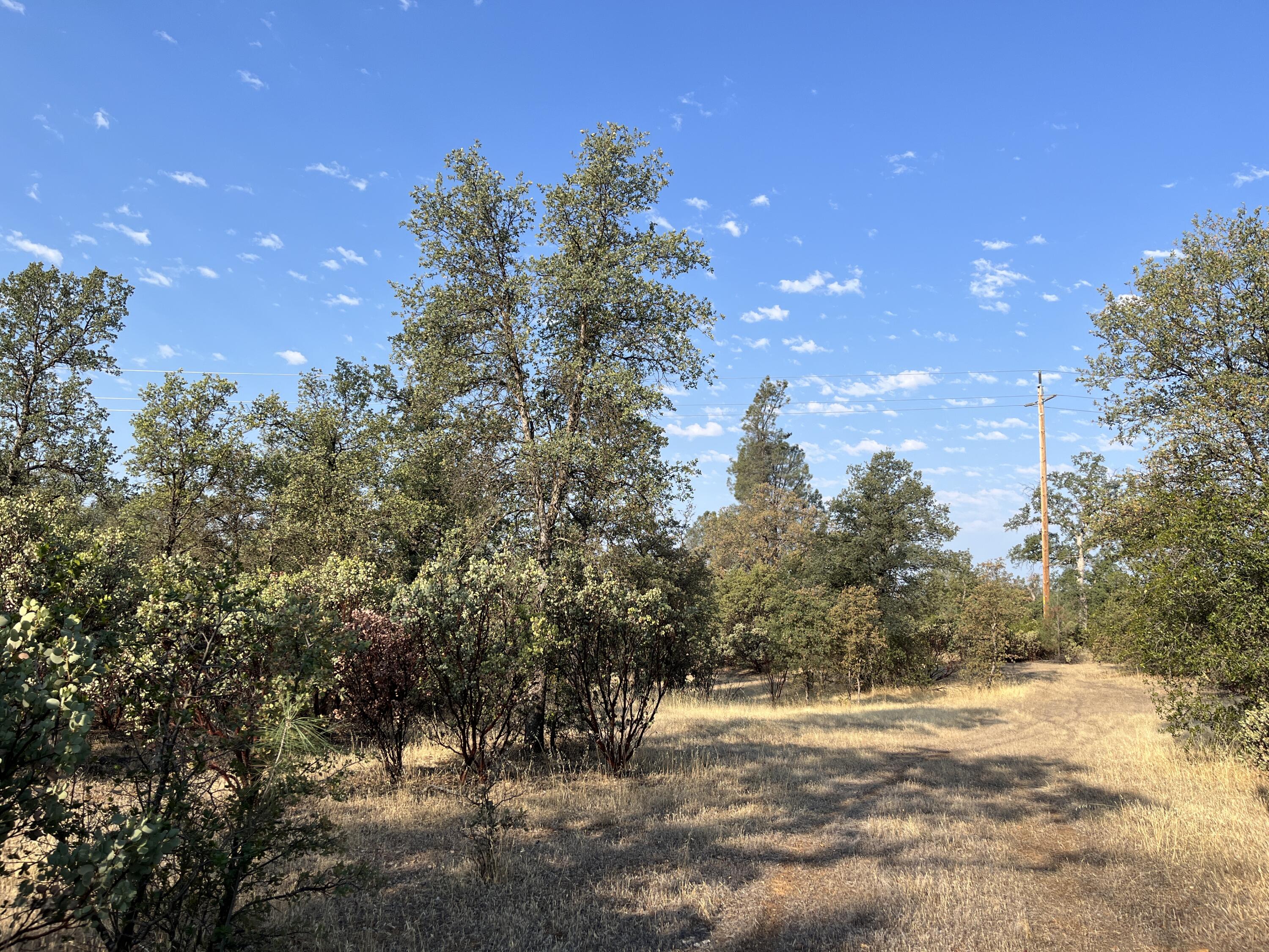 Dynasty Lane Redding, CA 96003 - Photo 3 of 4 a view of a yard with a tree