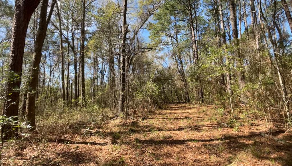 1161 Lone Star School Road Adel, GA 31620 - Photo 11 of 34 Gallery Image 11