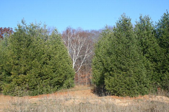 Tbd Airport Road Washington Island, WI 54246 - Photo 1 of 1