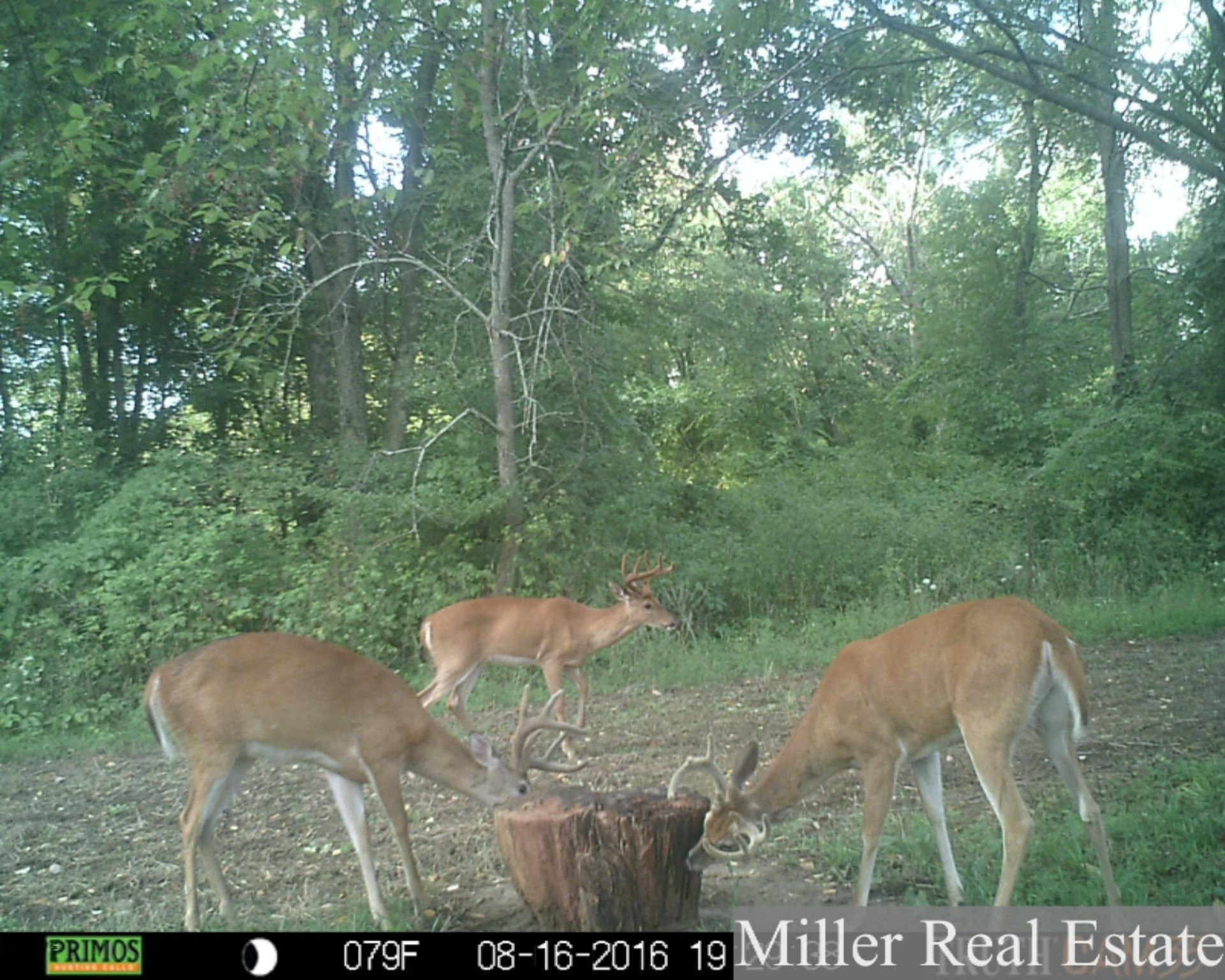 7789 East State Road Nashville, MI 49073 - Photo 49 of 55 PRMS0145