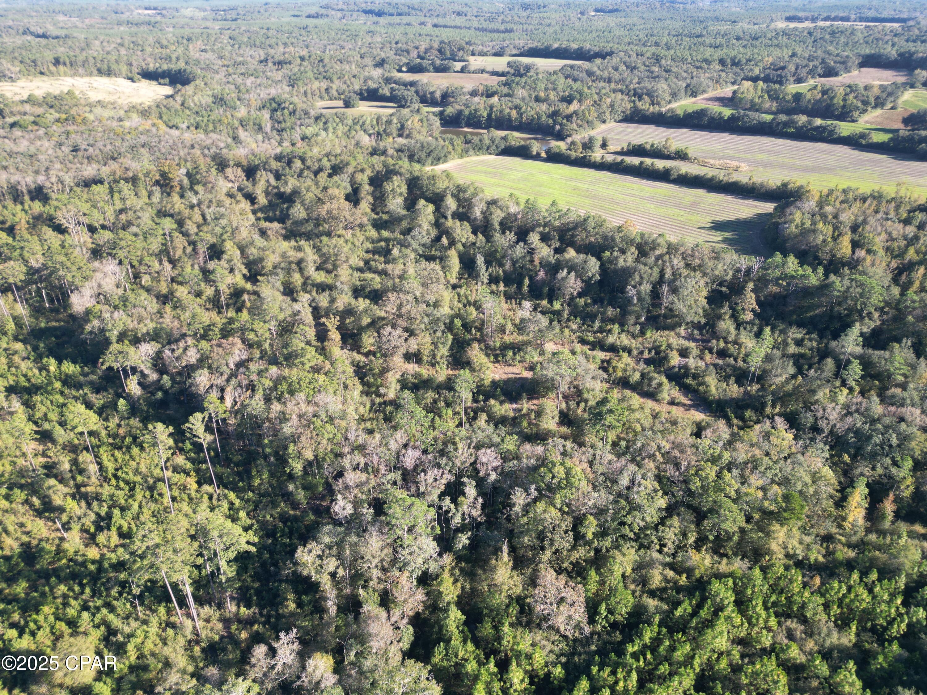 0 Arrant Road Westville, FL 32464 - Photo 11 of 28