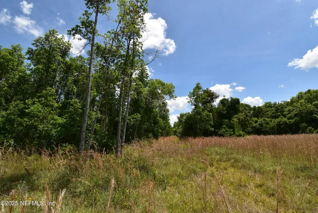 a view of a big yard with large trees