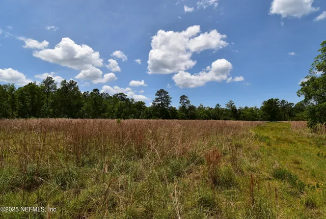 a view of a yard with a tree