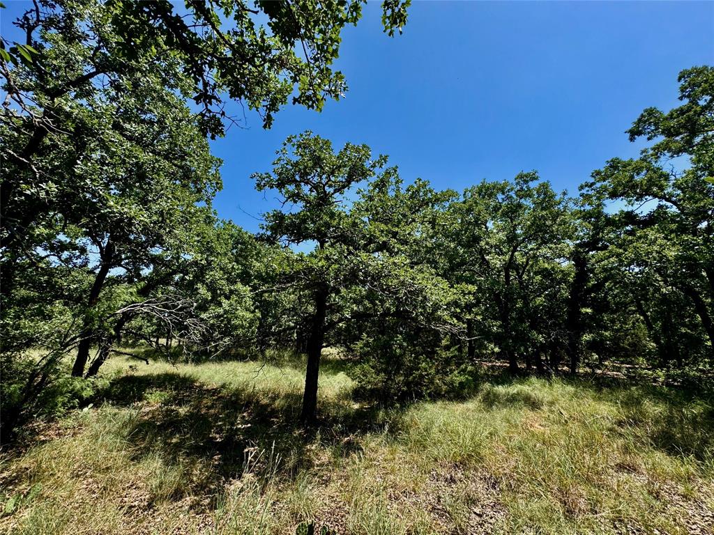 350 Indian Camp Road Weatherford, TX 76088 - Photo 14 of 18 a view of a tree in a yard