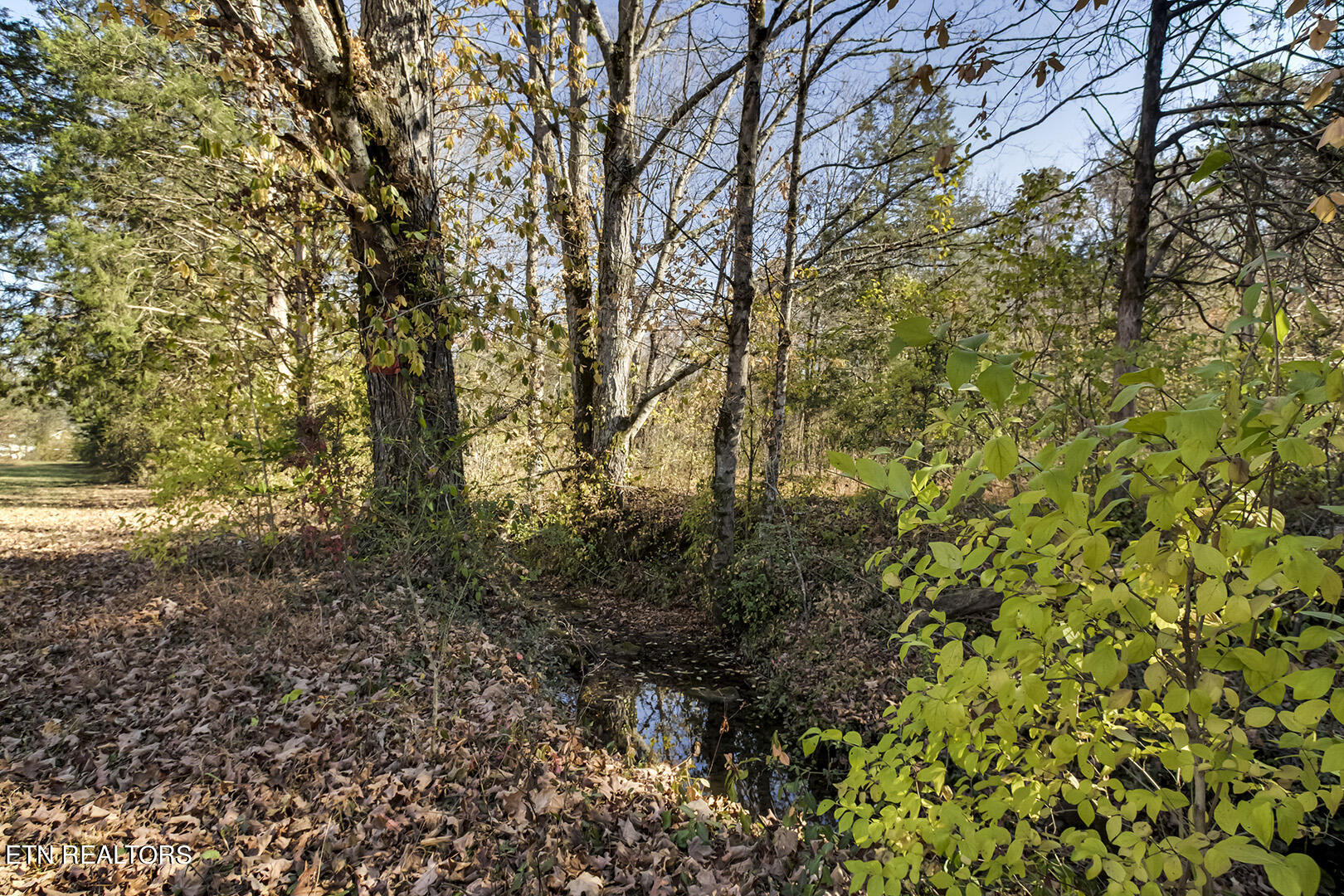 4923 Shipe Road Corryton, TN 37721 - Photo 5 of 55 41_ShipeRoad_4923_Creek